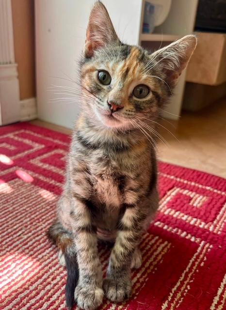 Squirt, ADOPTABLE, Kitten Female Domestic Medium Hair.