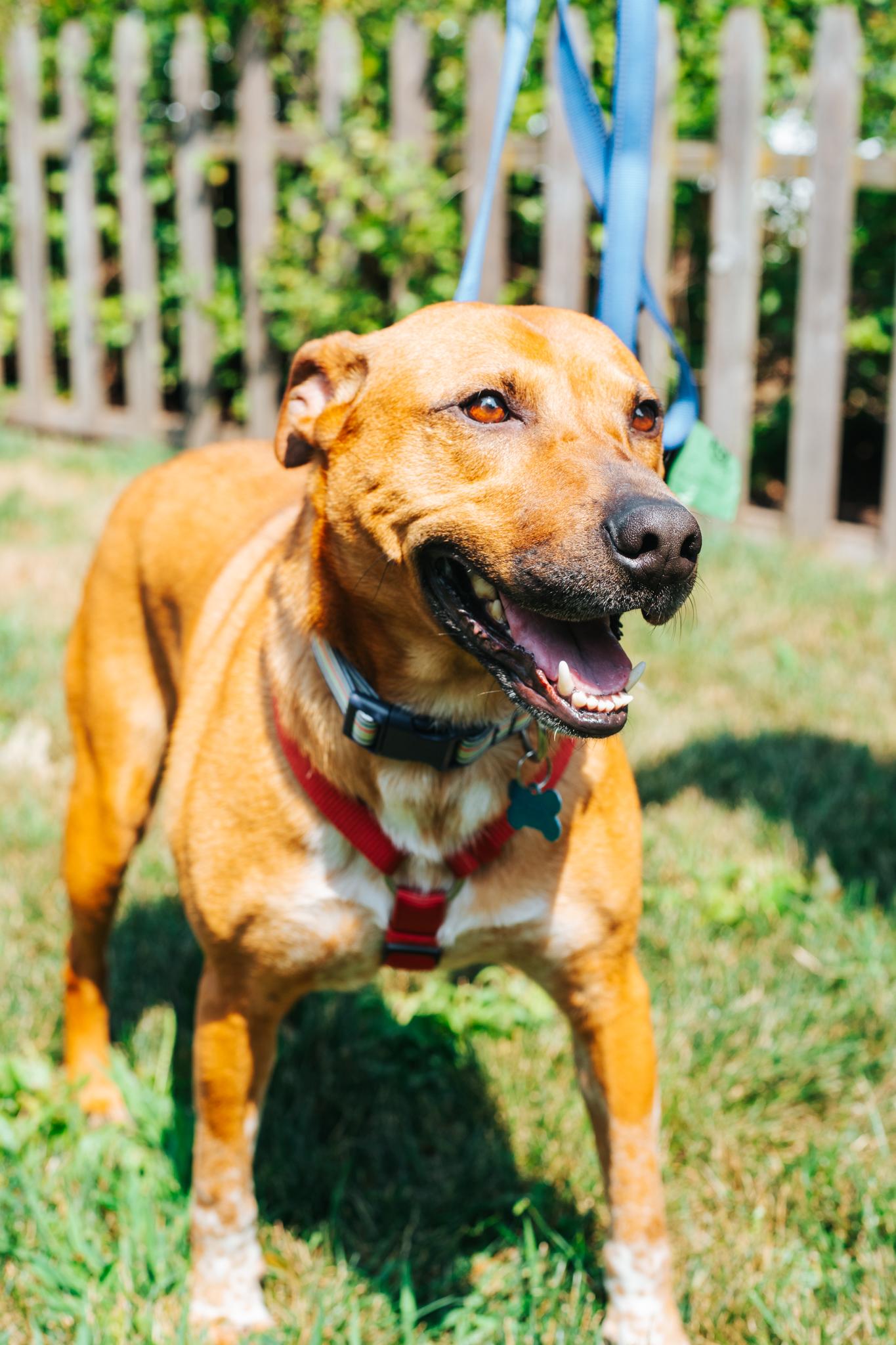 Lily, a ADOPTABLE mixed breed in Minneapolis, MN image 2/6