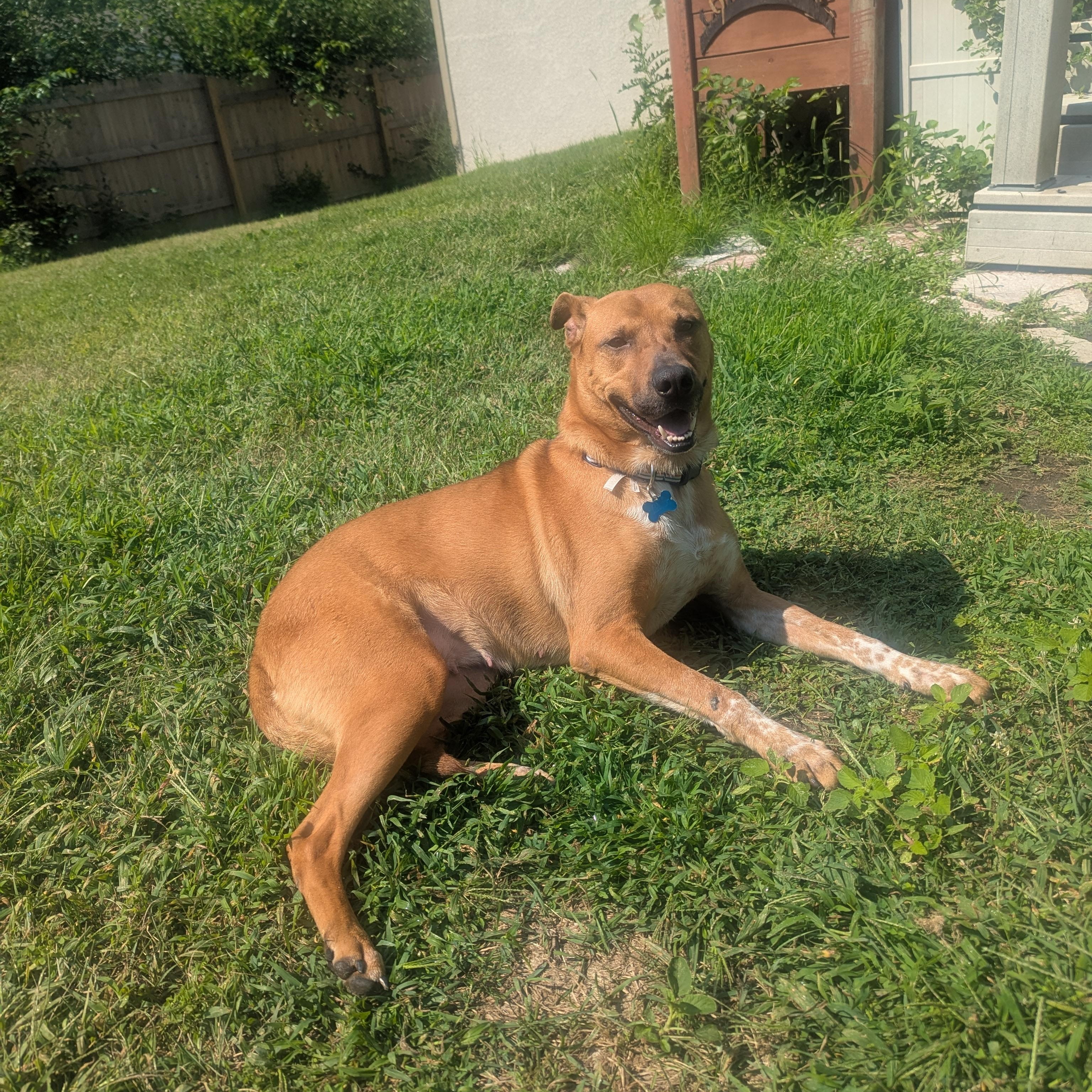 Lily, a ADOPTABLE mixed breed in Minneapolis, MN image 4/6