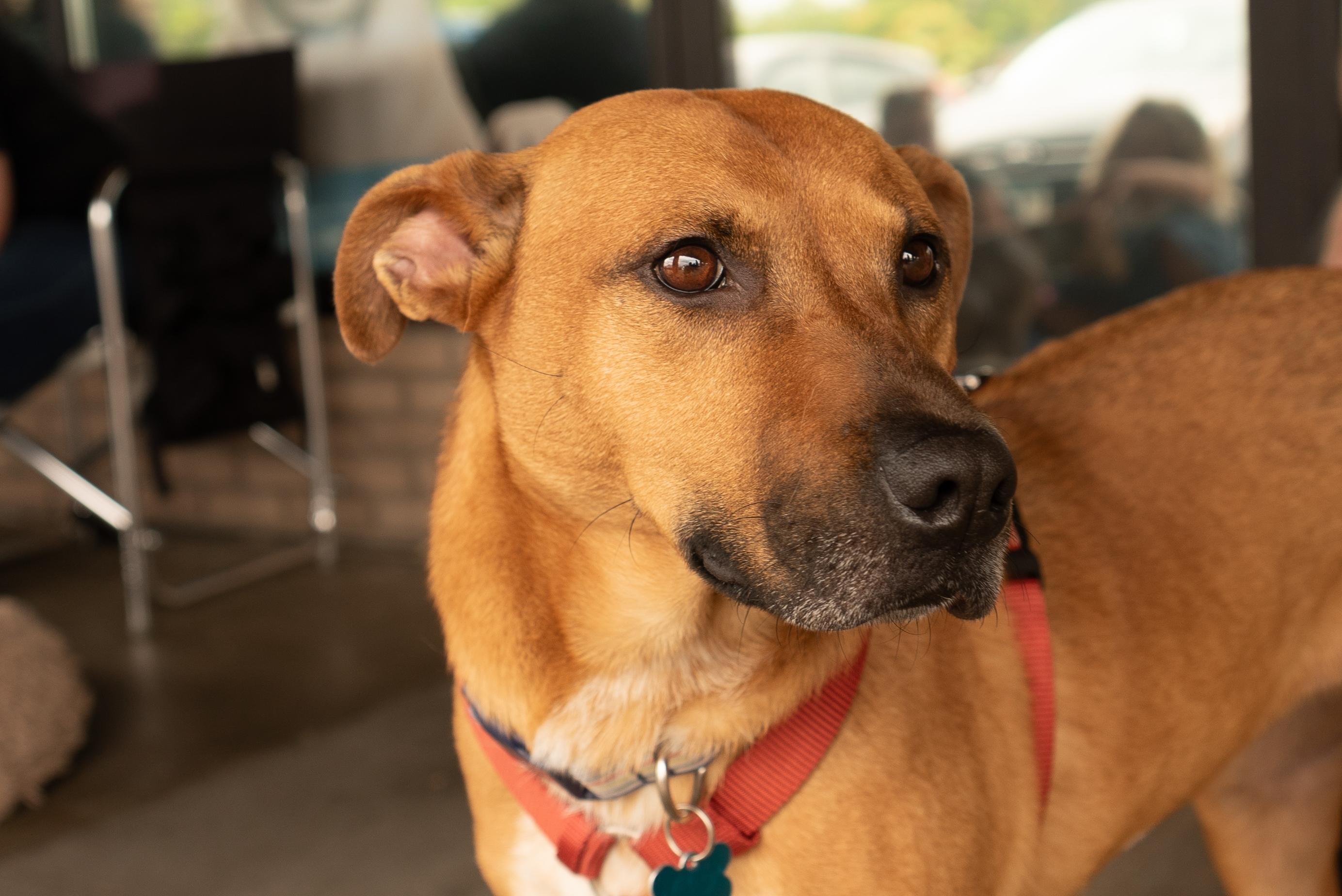 Lily, a ADOPTABLE mixed breed in Minneapolis, MN image 6/6