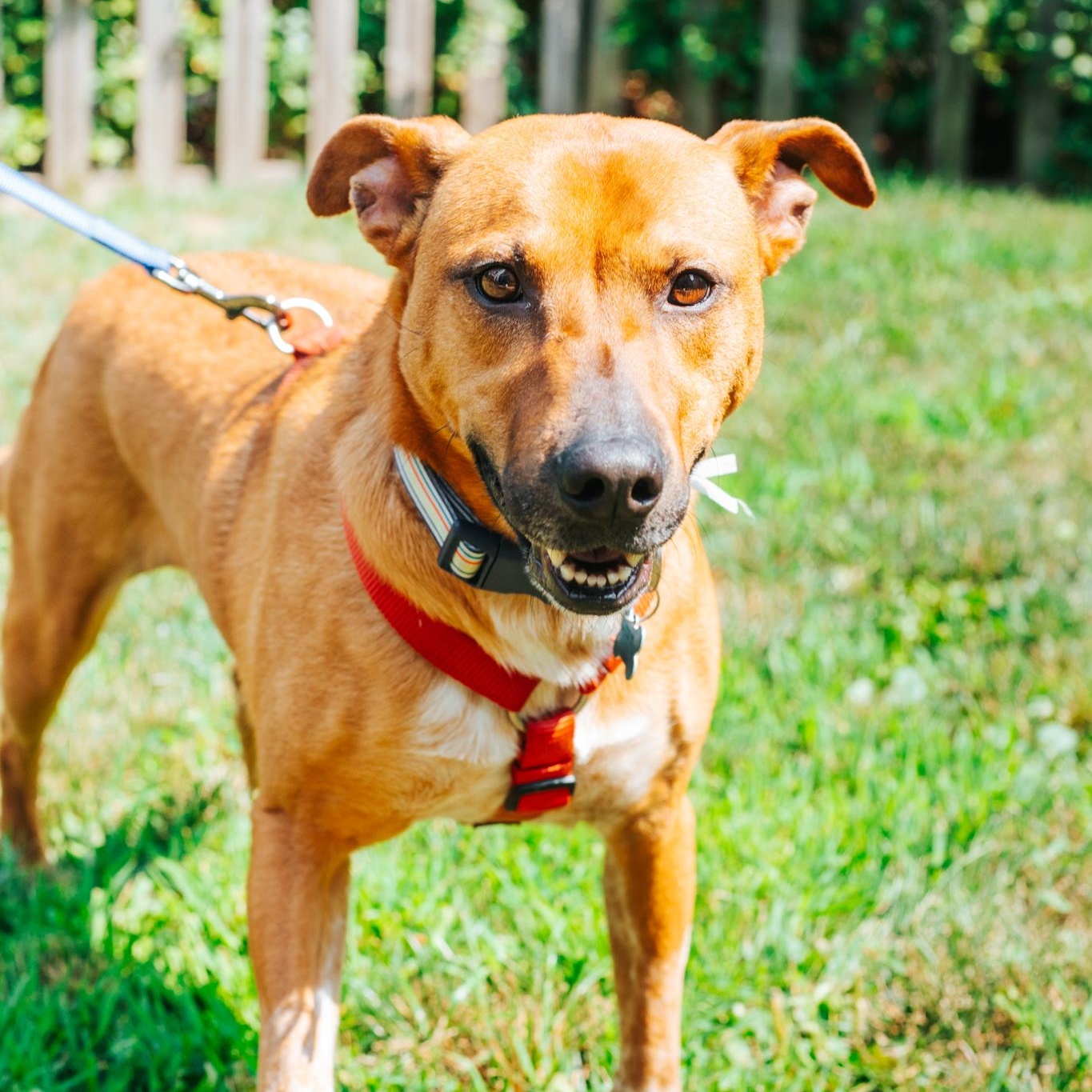 Lily, ADOPTABLE, Adult Female Labrador Retriever & Hound.