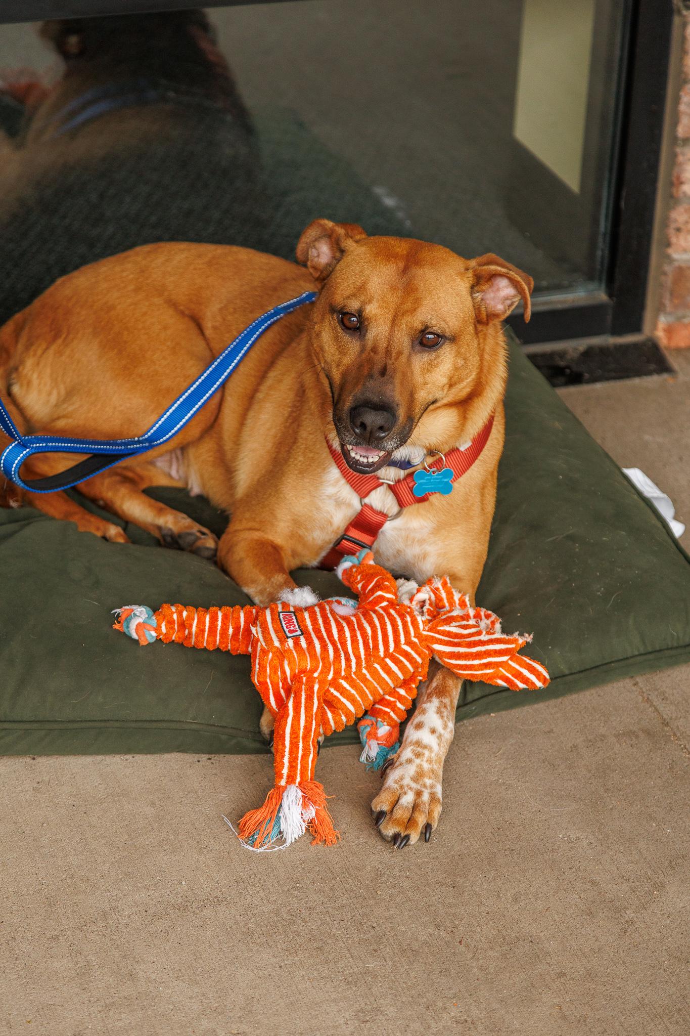 Lily, a ADOPTABLE mixed breed in Minneapolis, MN image 5/6