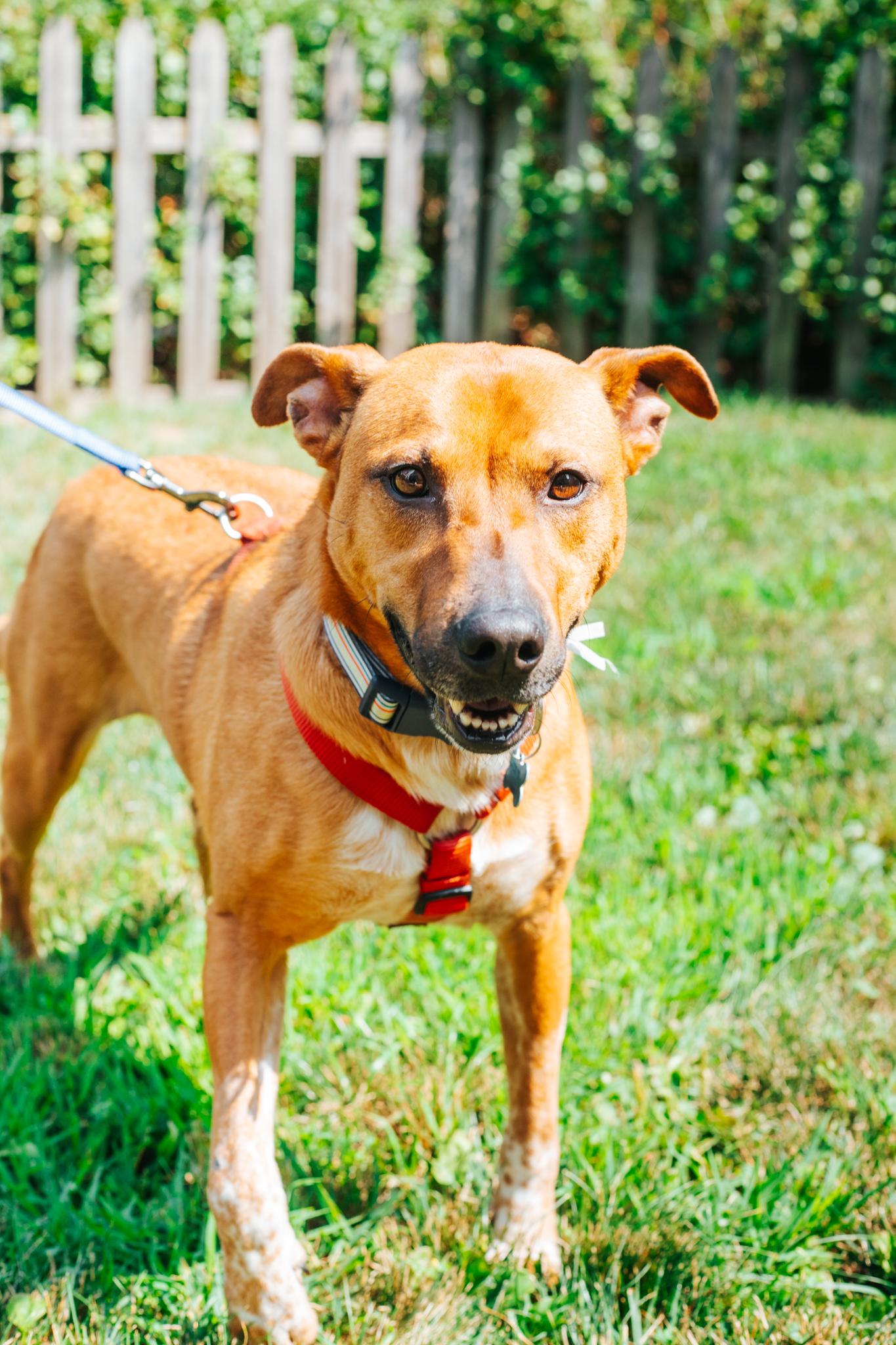 Lily, a ADOPTABLE mixed breed in Minneapolis, MN image 3/6