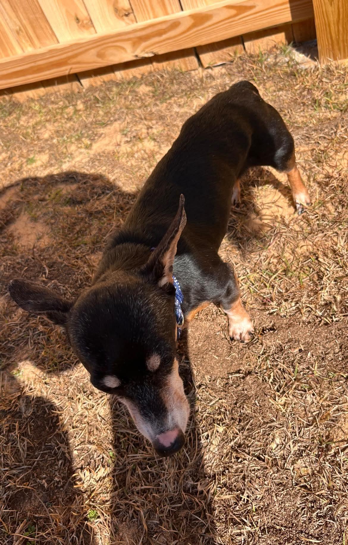 Enlarge Scooter, a ADOPTABLE mixed breed in Fort Walton Beach, FL image 2/4