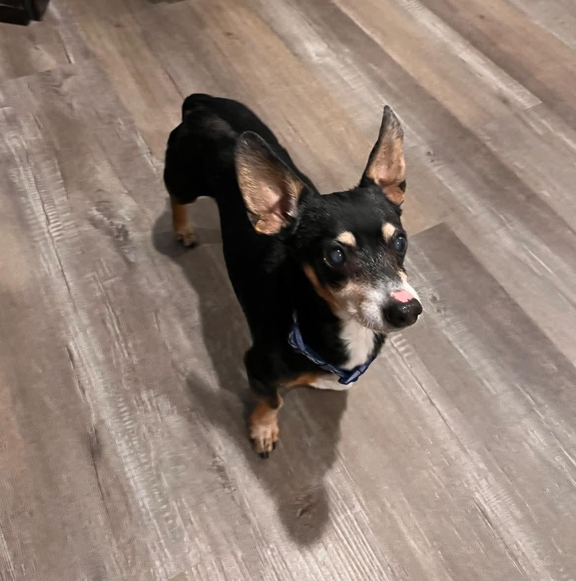 Enlarge Scooter, a ADOPTABLE mixed breed in Fort Walton Beach, FL image 4/4