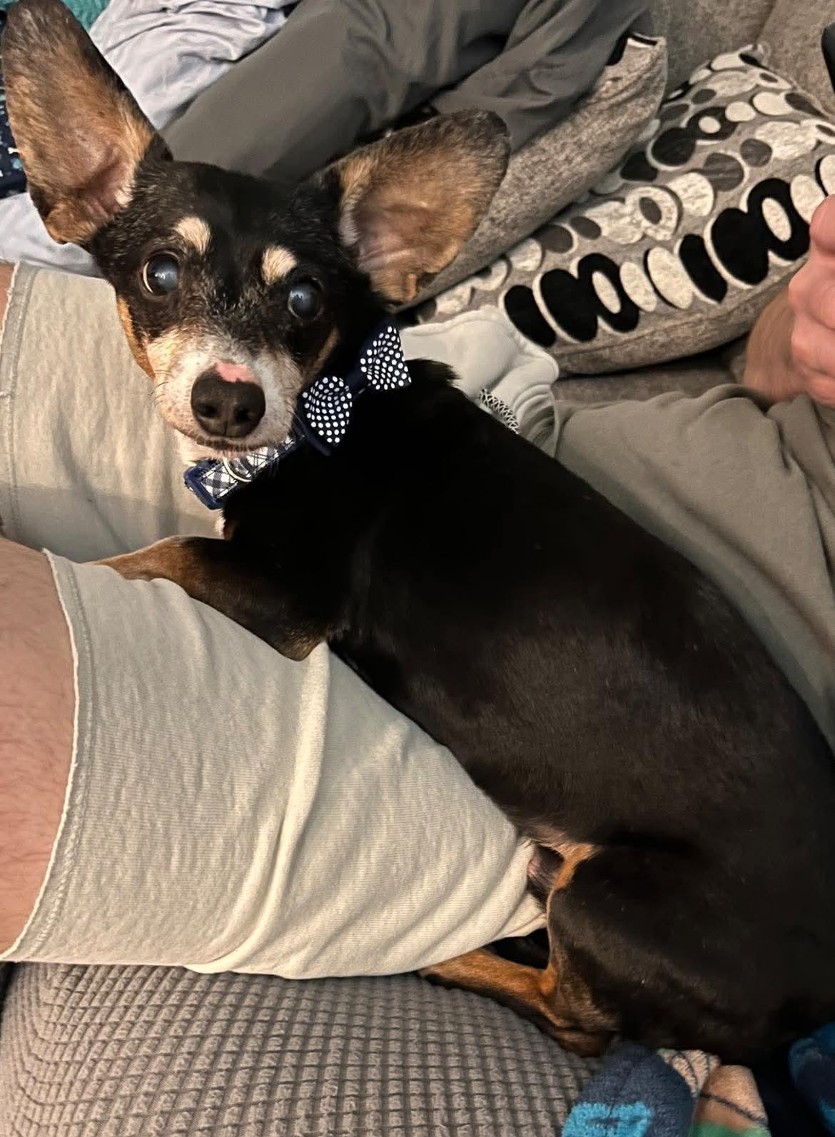 Enlarge Scooter, a ADOPTABLE mixed breed in Fort Walton Beach, FL image 3/4