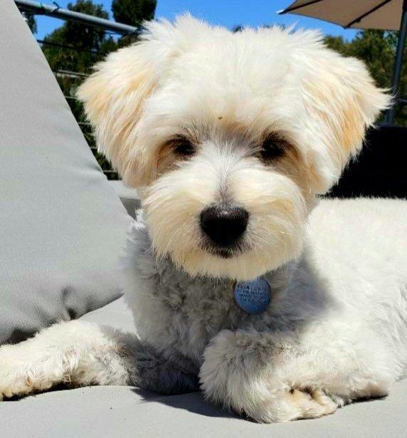 Tyler (Ziggy, Buster) #371, Adopted, Adult Male Maltese & Bichon Frise.