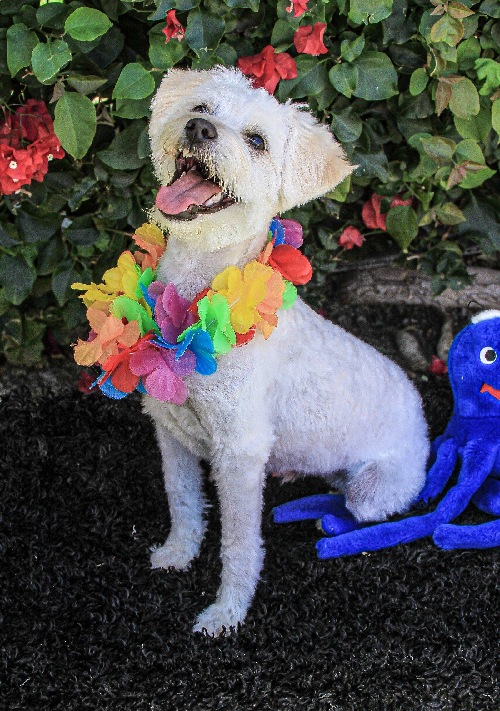 Enlarge Tyler (Ziggy, Buster) #371, a Adopted mixed breed in Placentia, CA image 4/4