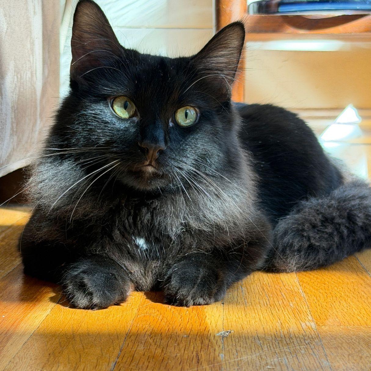 Pea, ADOPTABLE, Young Male Domestic Medium Hair.