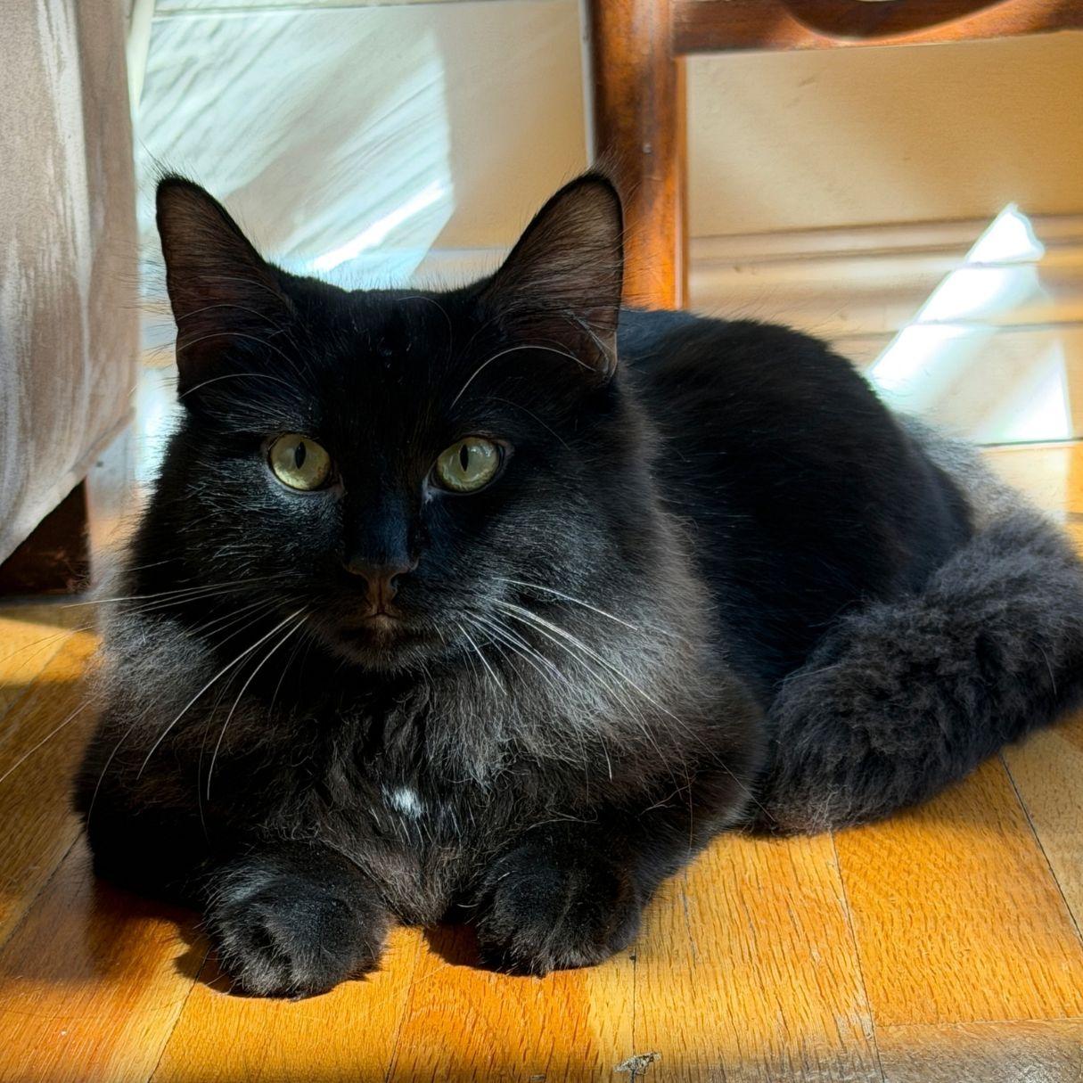 Enlarge Pea, a ADOPTABLE Domestic Medium Hair in Santa Monica, CA image 2/2