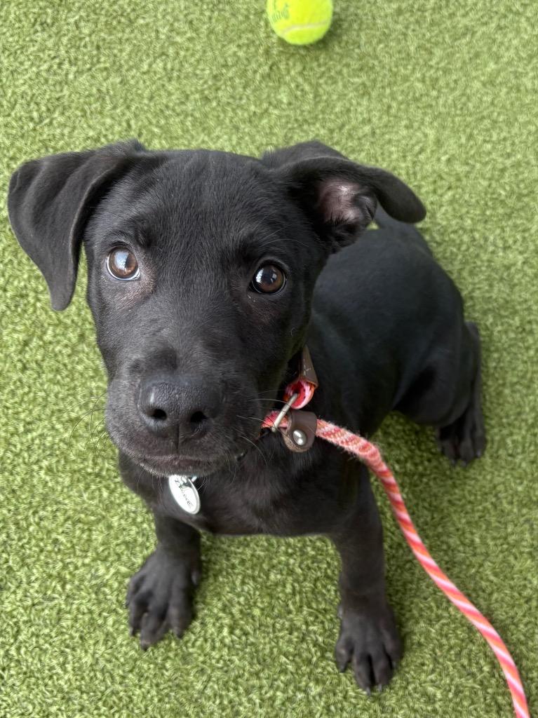 Enlarge Zane, a Adoptable mixed breed in North Syracuse, NY image 1/2