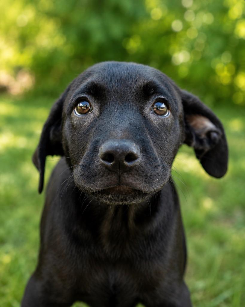 Enlarge Zane, a Adoptable mixed breed in North Syracuse, NY image 1/1