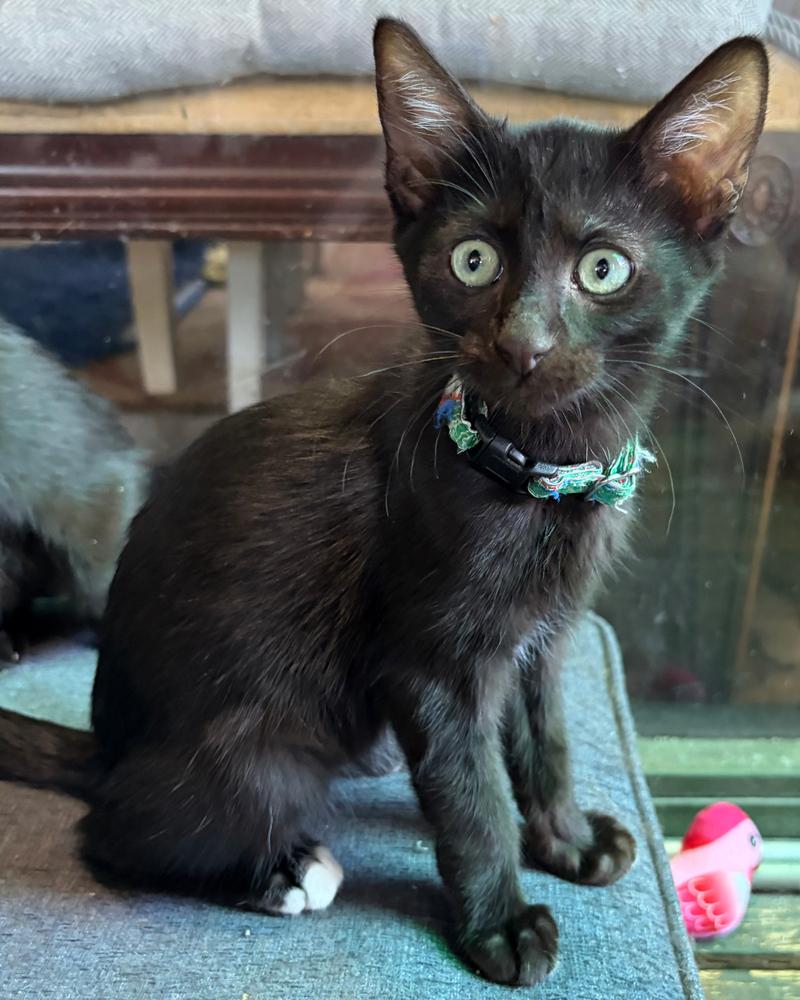JS kitten 2, Adoptable, Kitten Female Domestic Short Hair.