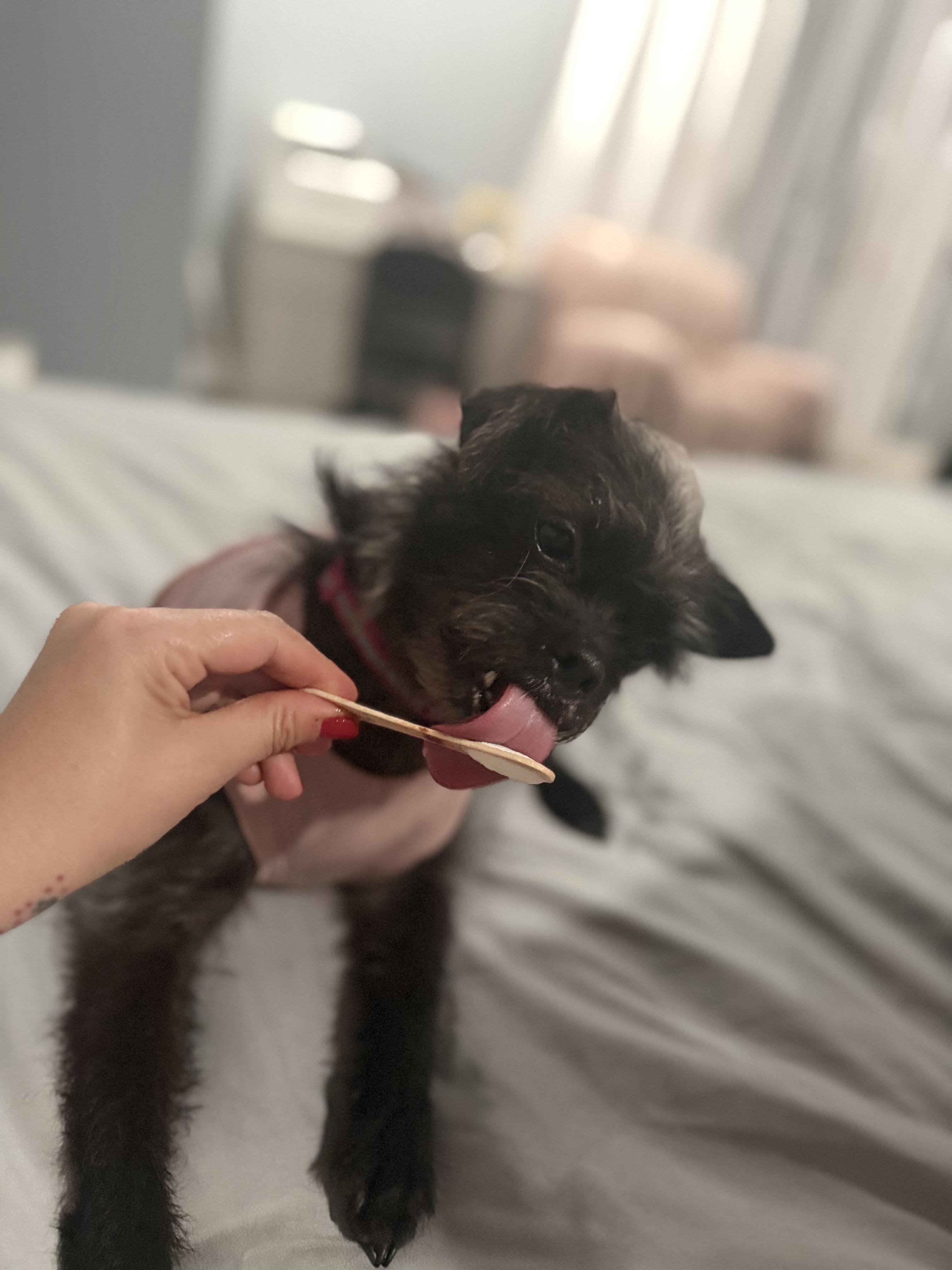 Enlarge Lilly , an adopted mixed breed in Pittsburgh, PA image 3/6