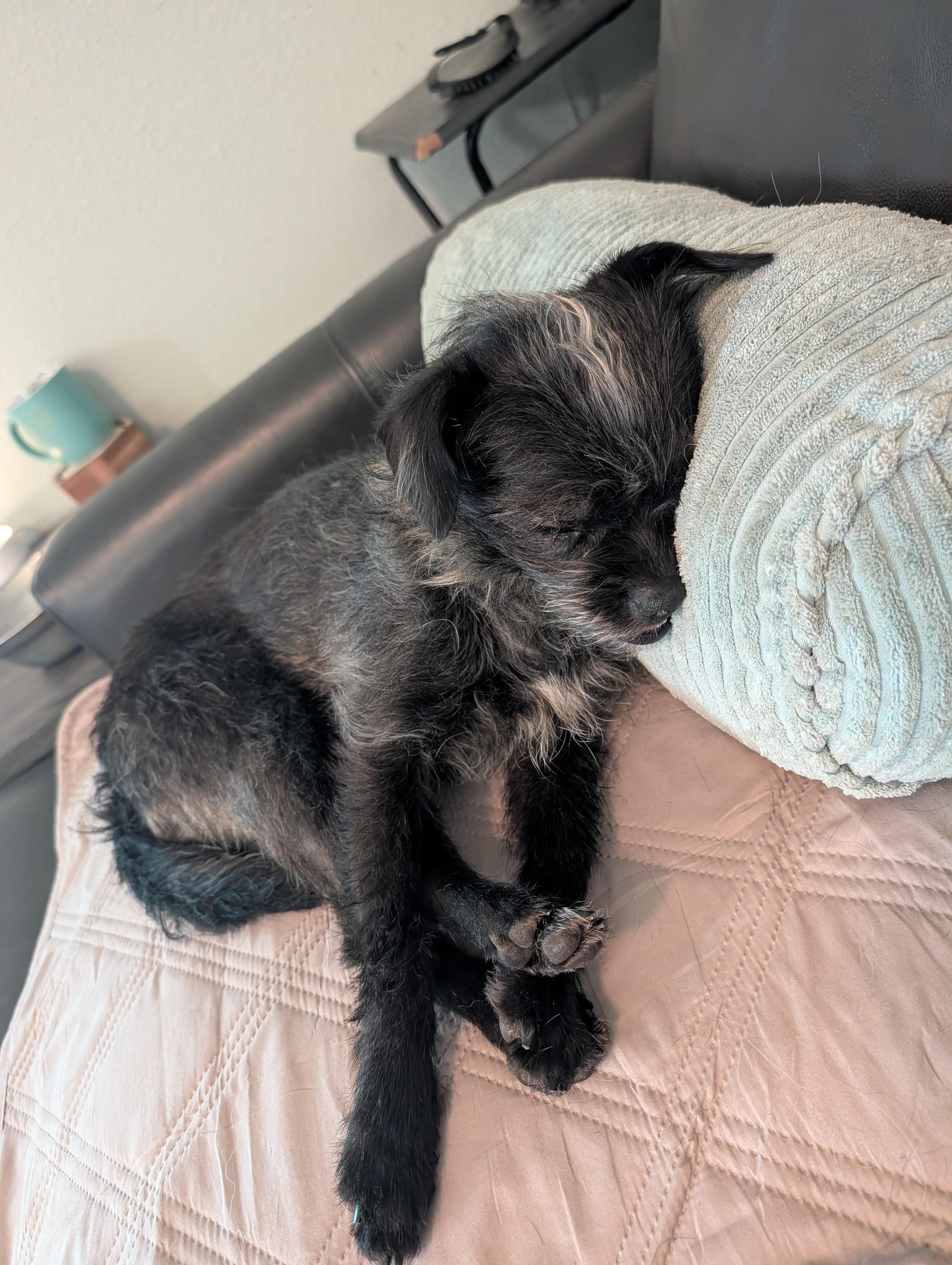 Enlarge Lilly , an adopted mixed breed in Pittsburgh, PA image 6/6