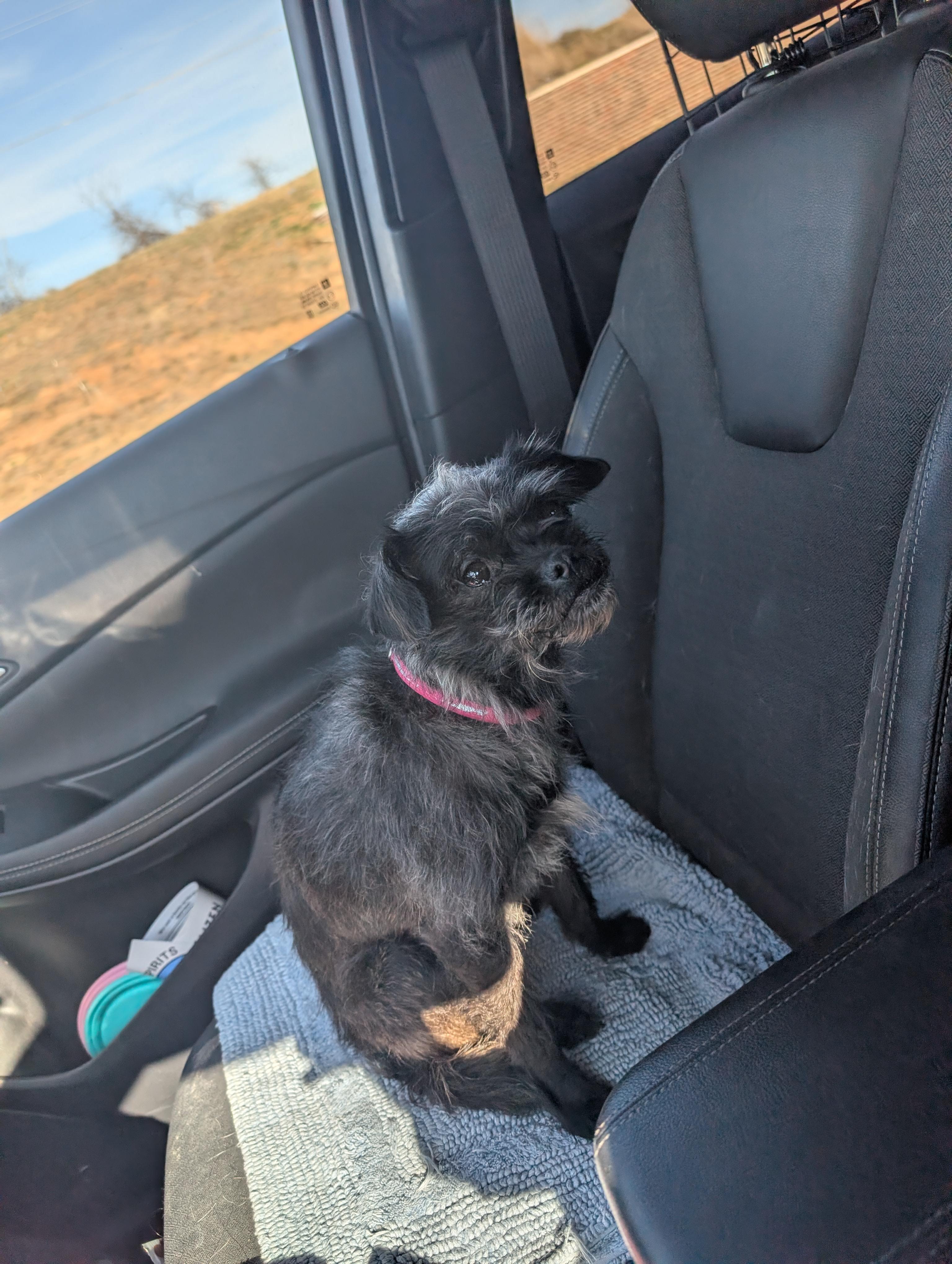 Enlarge Lilly , an adopted mixed breed in Pittsburgh, PA image 5/6