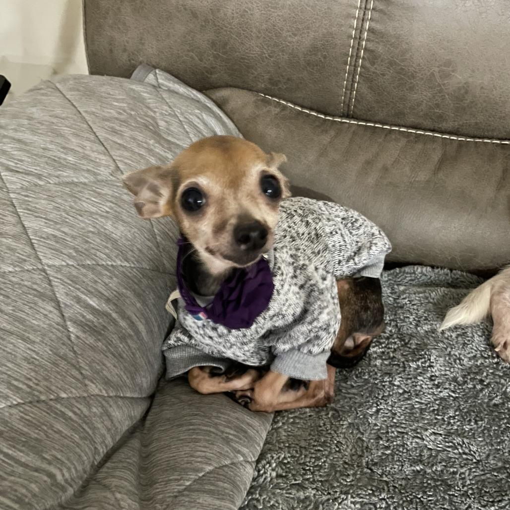 Enlarge Ti Ti Dos Ti, a Adoptable Chihuahua in West Jordan, UT image 1/2