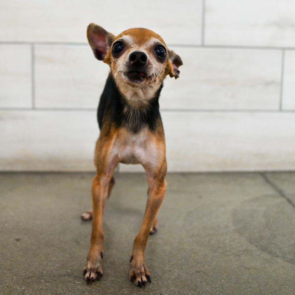 Enlarge Ti Ti Dos Ti, a Adoptable Chihuahua in West Jordan, UT image 2/3
