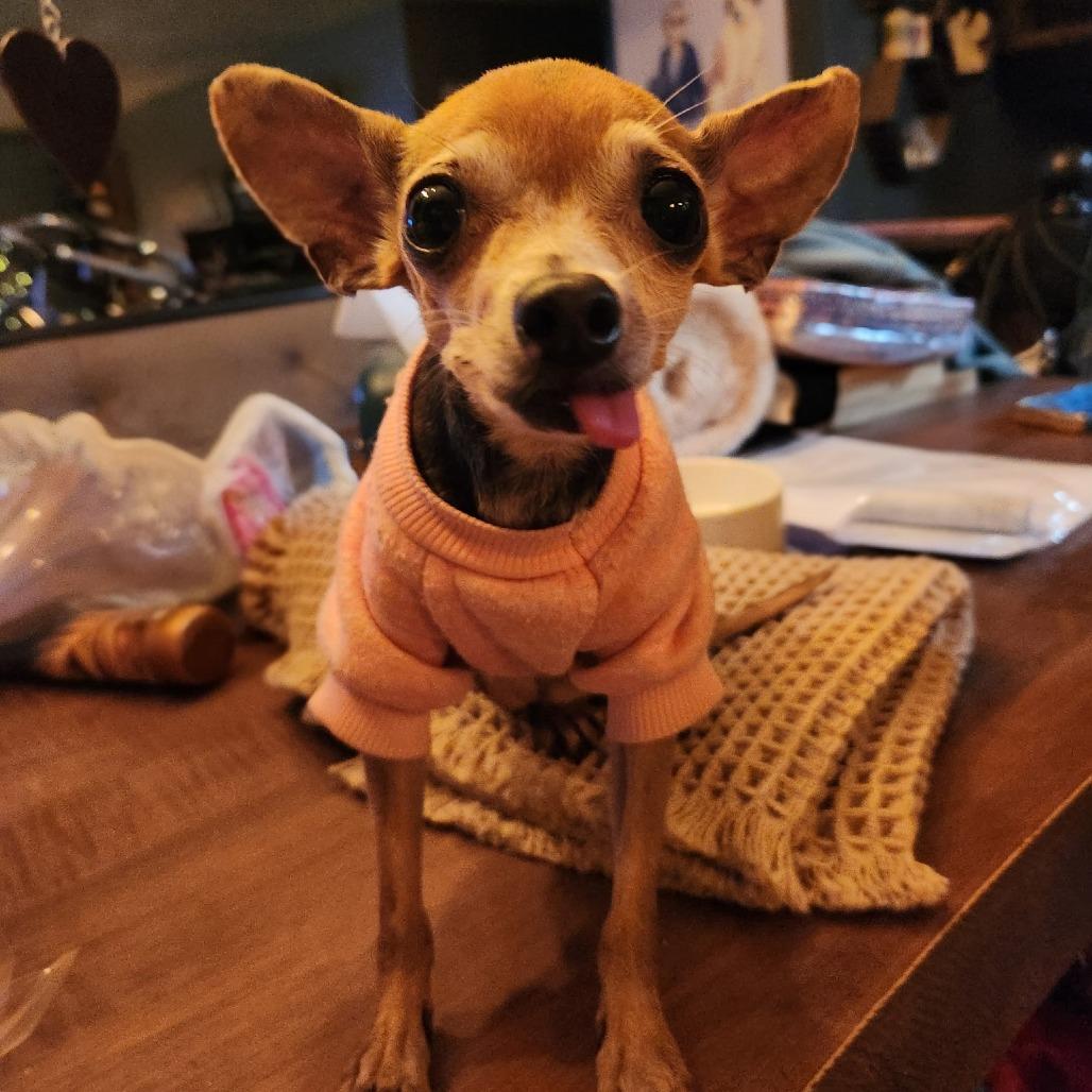 Enlarge Ti Ti Dos Ti, a Adoptable Chihuahua in West Jordan, UT image 2/2
