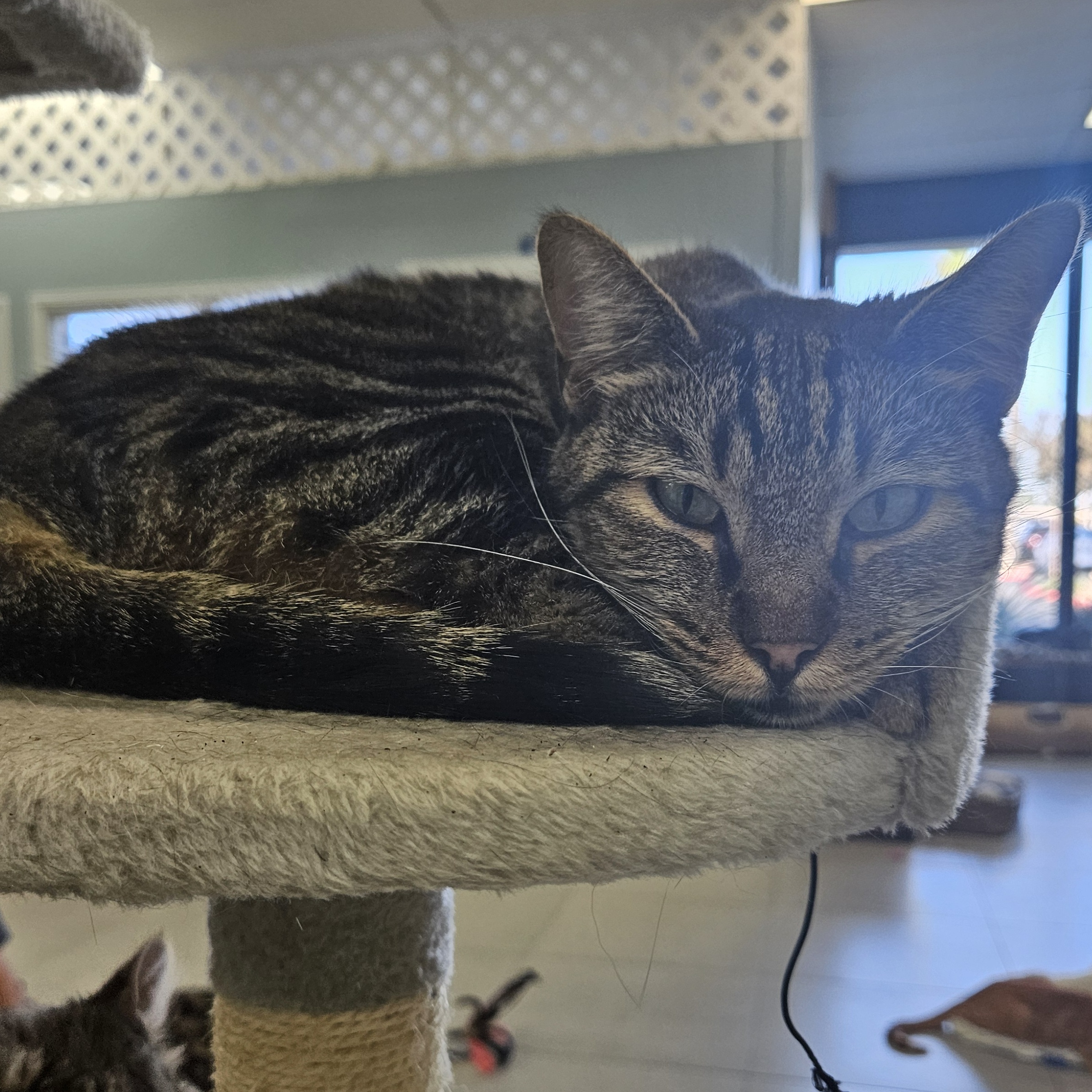 Enlarge Nala, a Adoptable Domestic Short Hair in Huntington Beach, CA image 1/1
