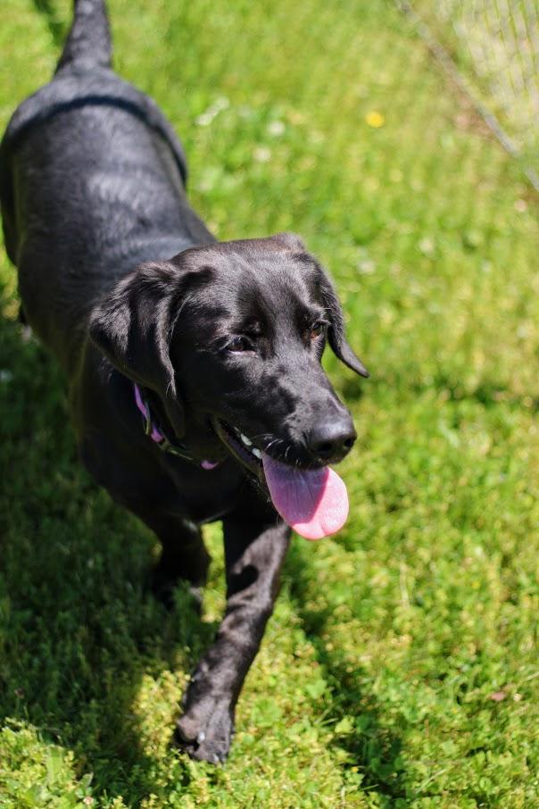 Enlarge Sunday, a ADOPTABLE mixed breed in Battle Creek, MI image 4/6