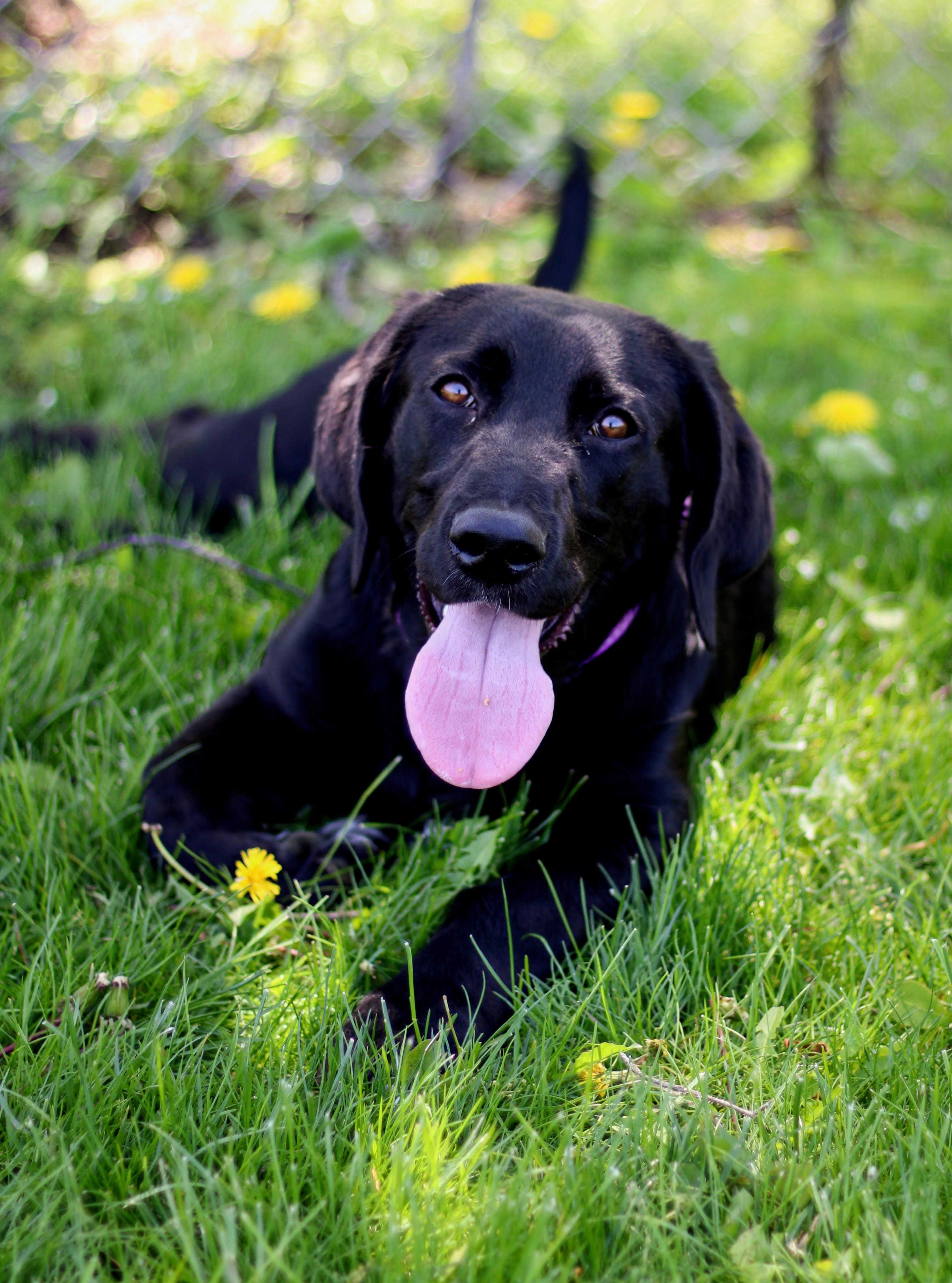 Enlarge Sunday, a ADOPTABLE mixed breed in Battle Creek, MI image 2/6