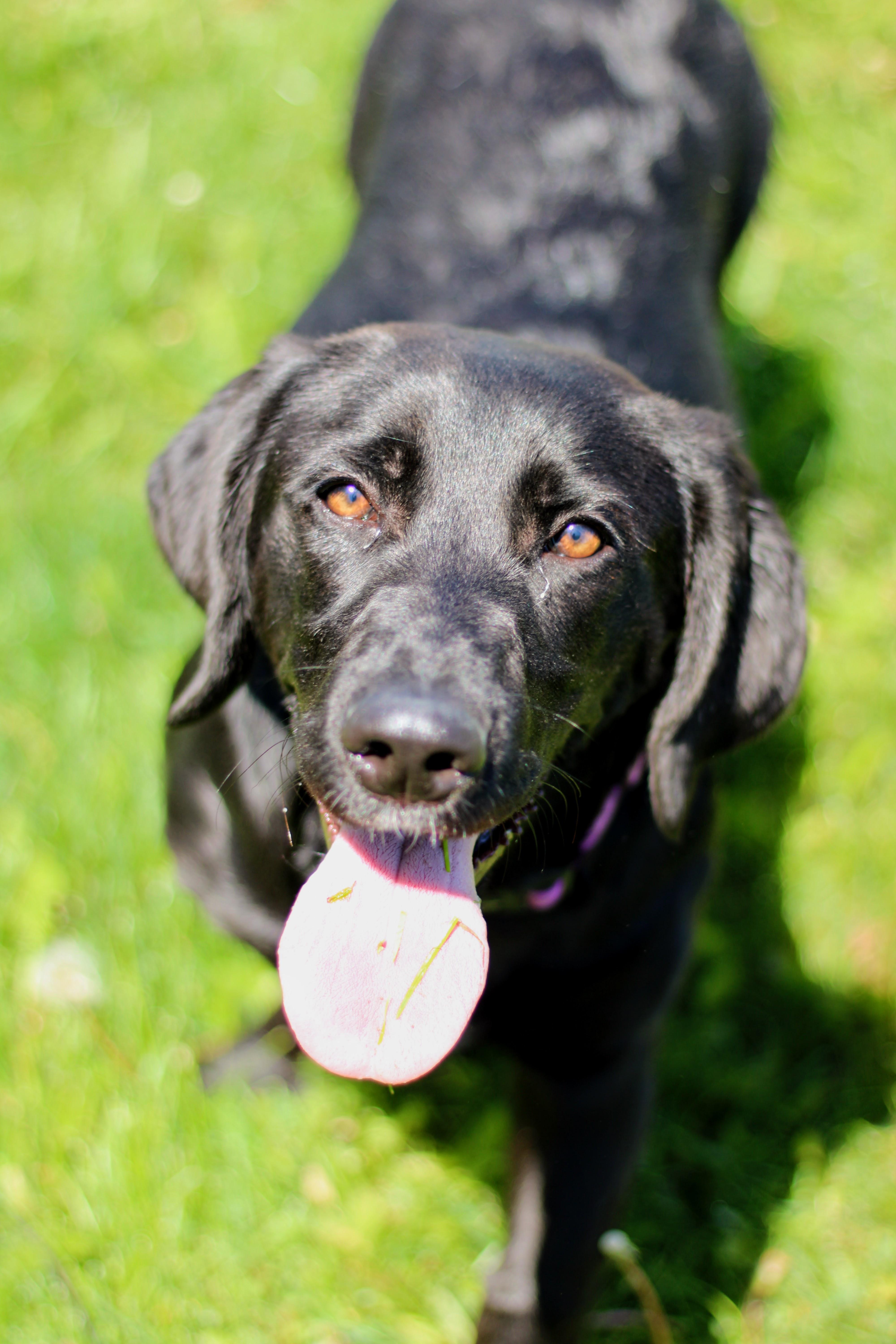 Enlarge Sunday, a ADOPTABLE mixed breed in Battle Creek, MI image 3/6