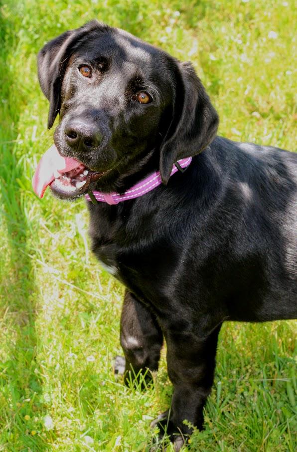 Enlarge Sunday, a ADOPTABLE mixed breed in Battle Creek, MI image 5/6
