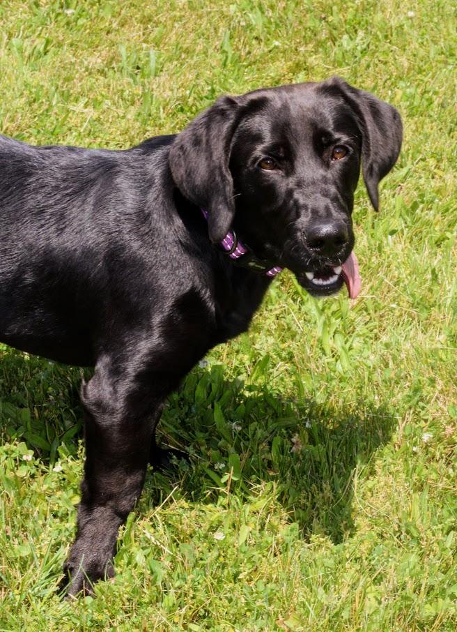 Enlarge Sunday, a ADOPTABLE mixed breed in Battle Creek, MI image 6/6