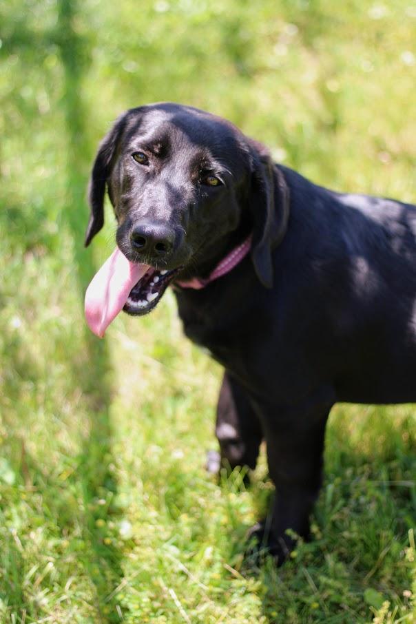 Sunday, ADOPTABLE, Young Female Basset Hound & Black Labrador Retriever.
