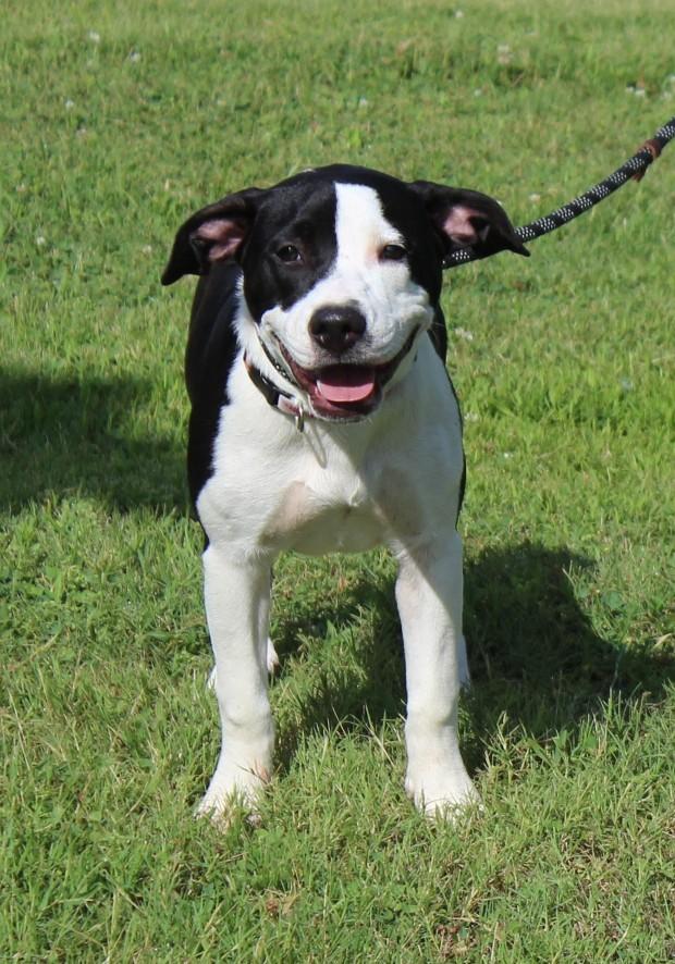 PIPER