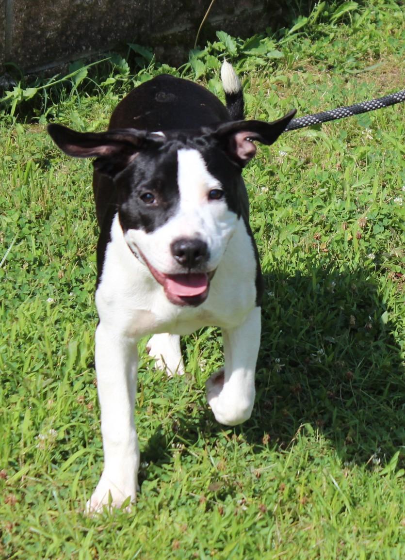 PIPER