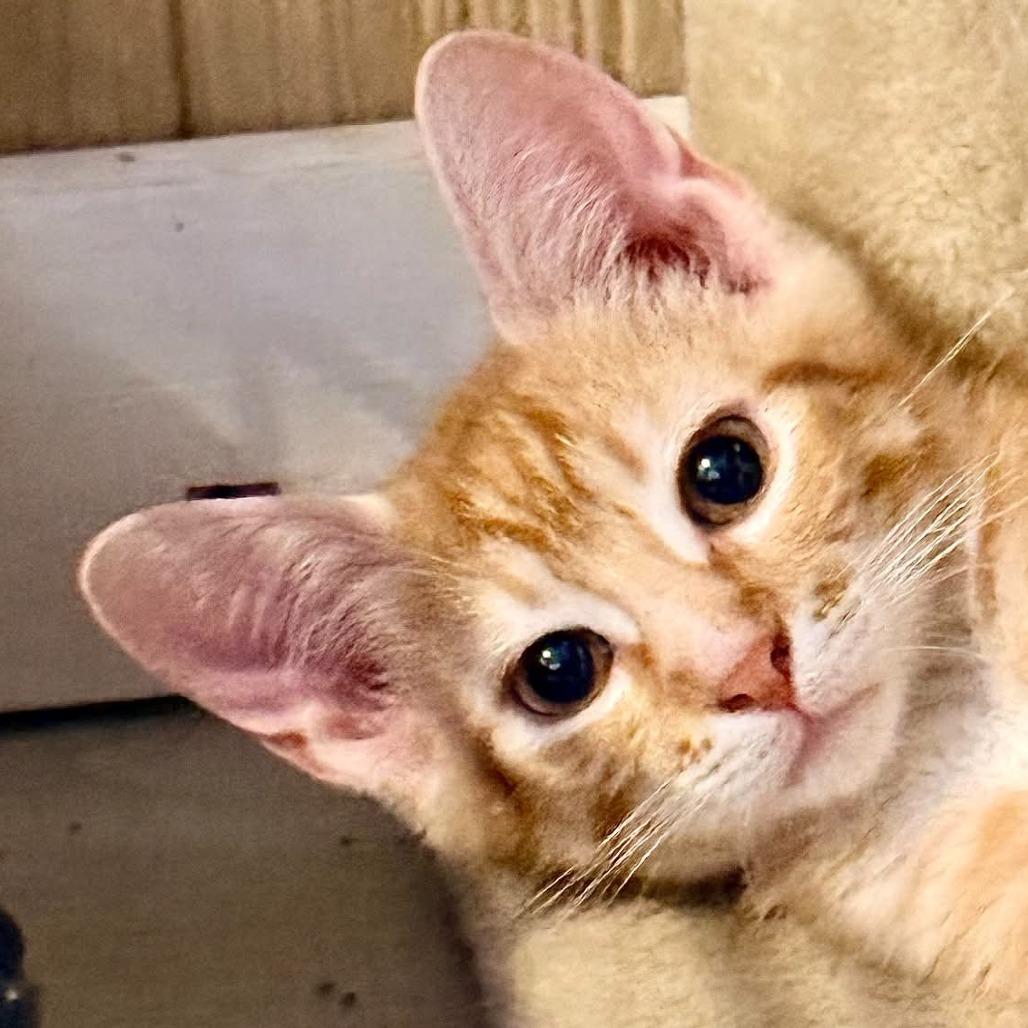 Enlarge King, a Adoptable Domestic Short Hair in Marion, IL image 1/1