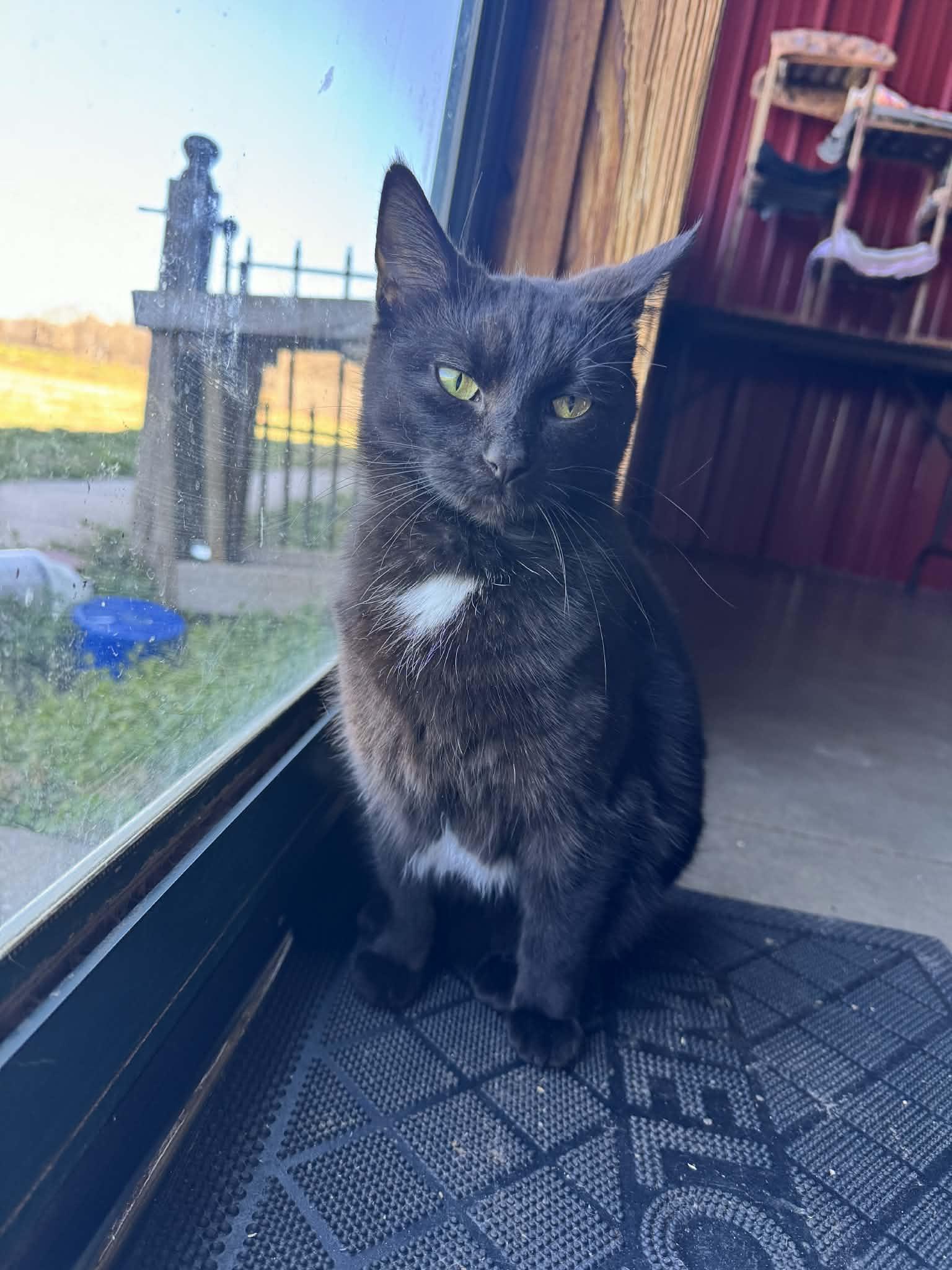 Etta!!!, ADOPTABLE, Adult Female American Shorthair.