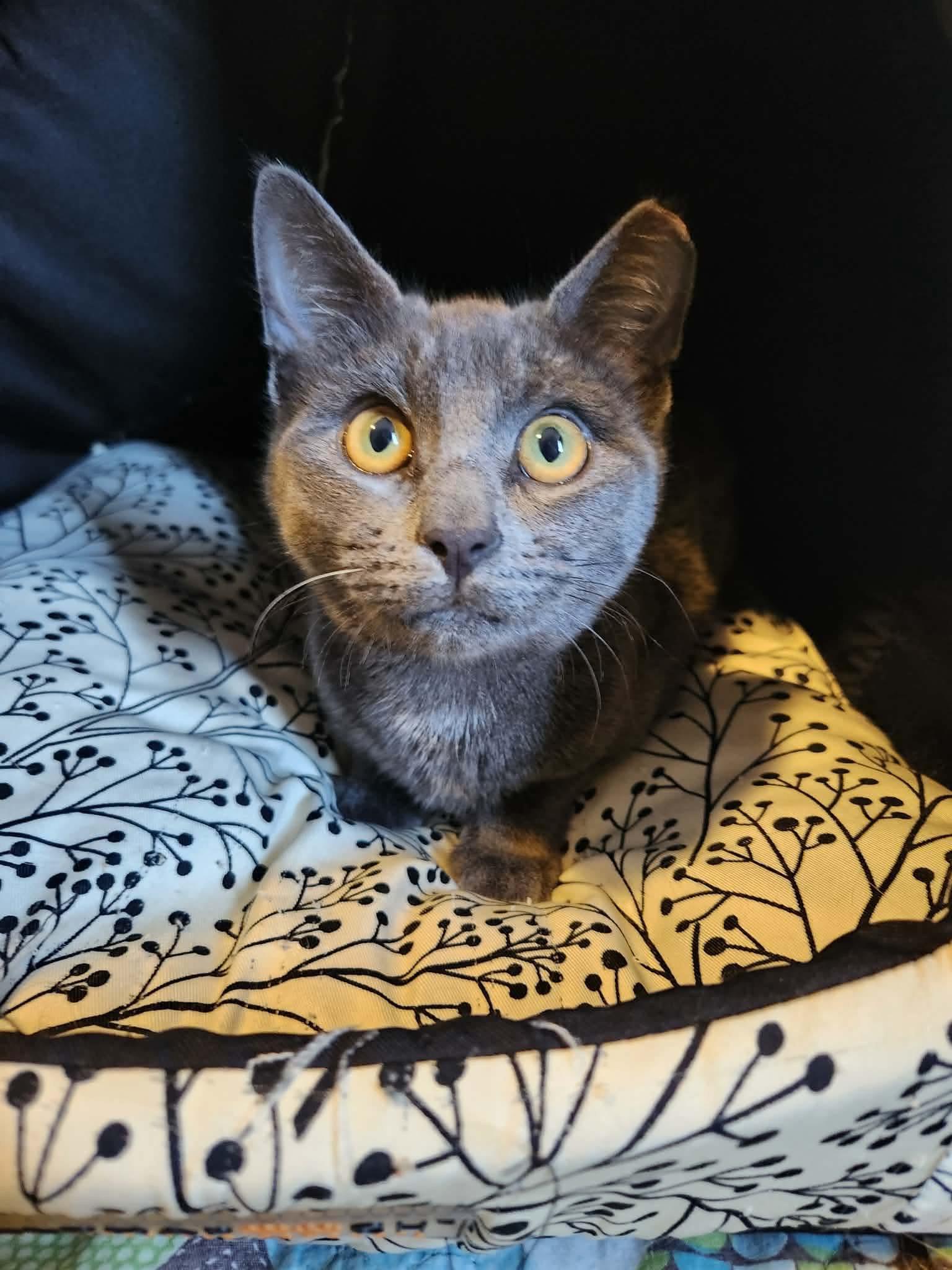 Enlarge Micha, a ADOPTABLE mixed breed in Chicago, IL image 1/3