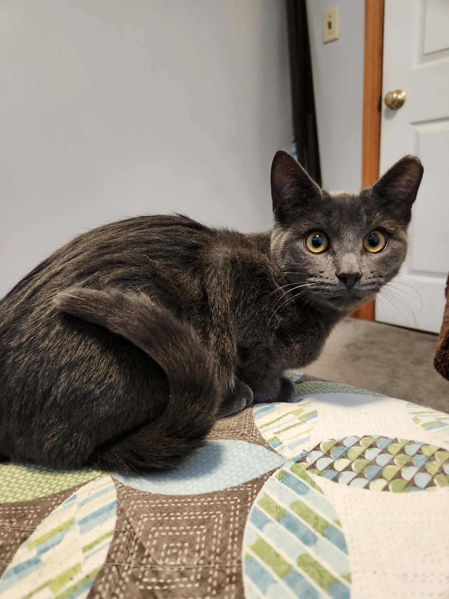 Enlarge Micha, a ADOPTABLE mixed breed in Chicago, IL image 2/3