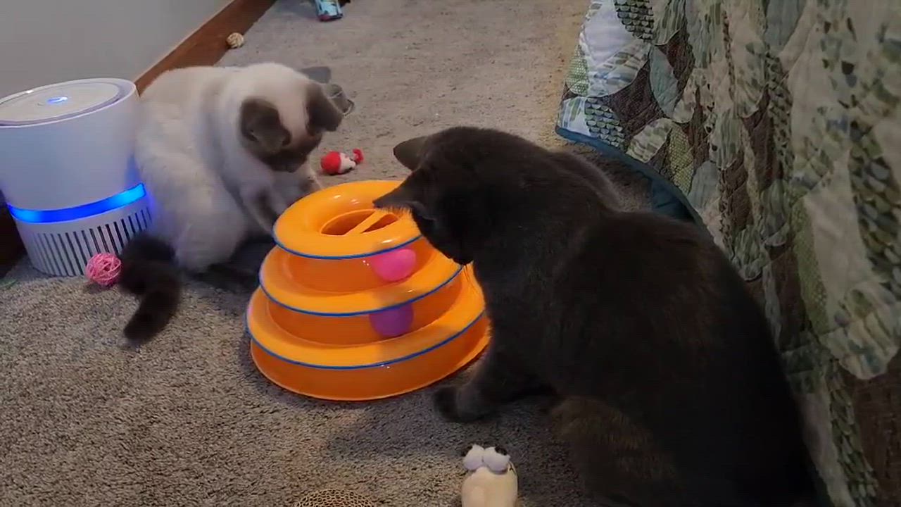 Enlarge Micha, a ADOPTABLE mixed breed in Chicago, IL video 3/3