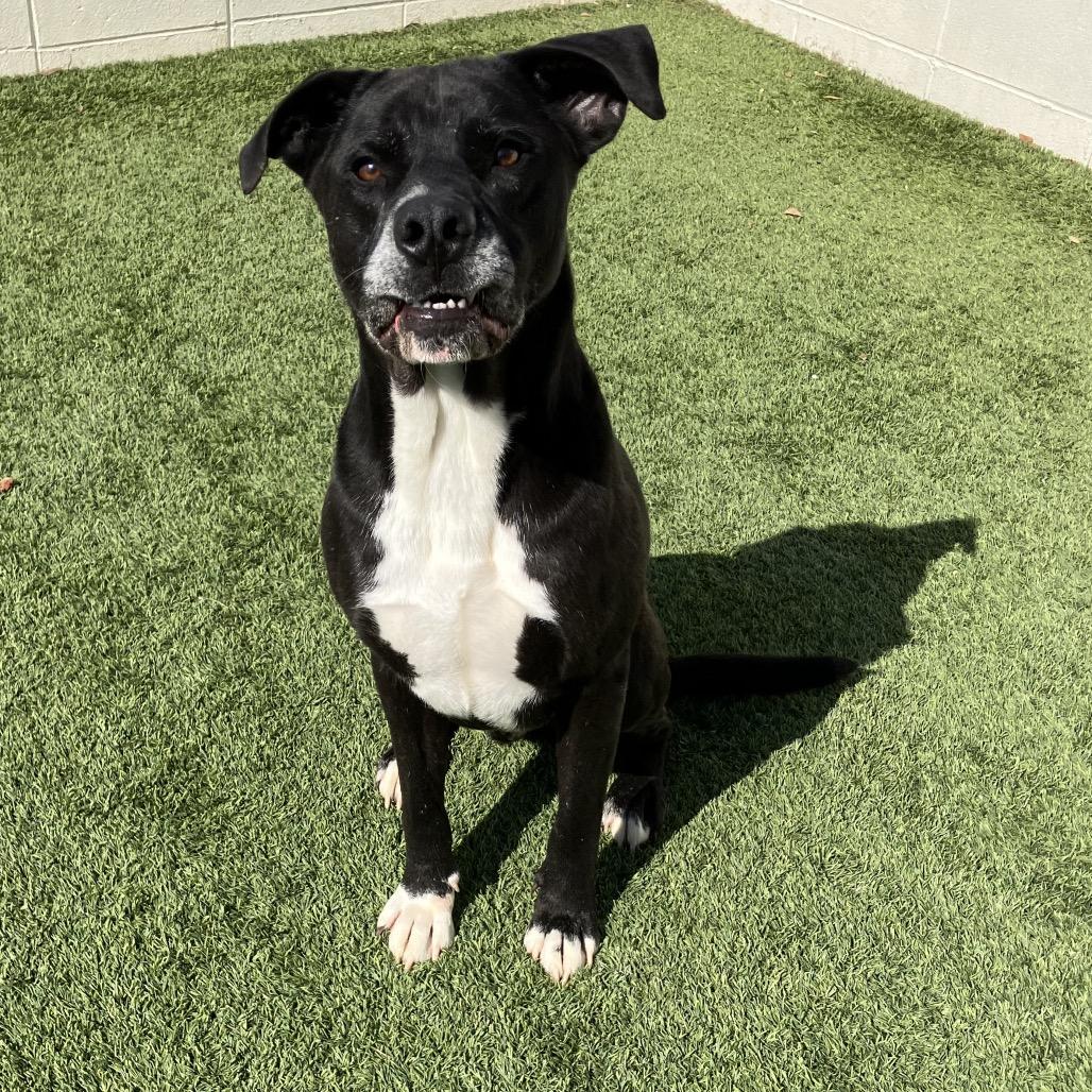 Enlarge Tango, a Adoptable mixed breed in LOXAHATCHEE, FL image 2/6