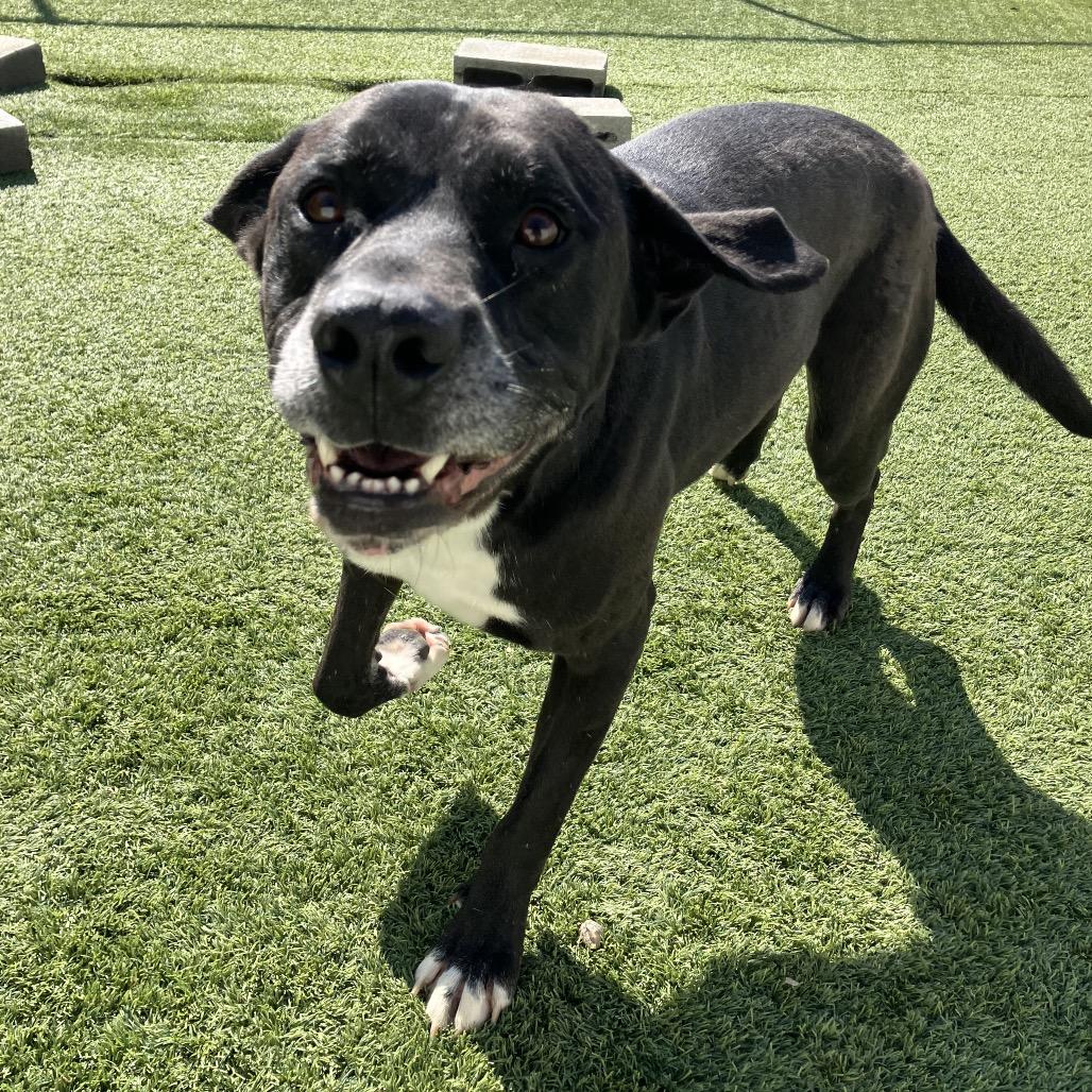 Enlarge Tango, a Adoptable mixed breed in LOXAHATCHEE, FL image 3/6