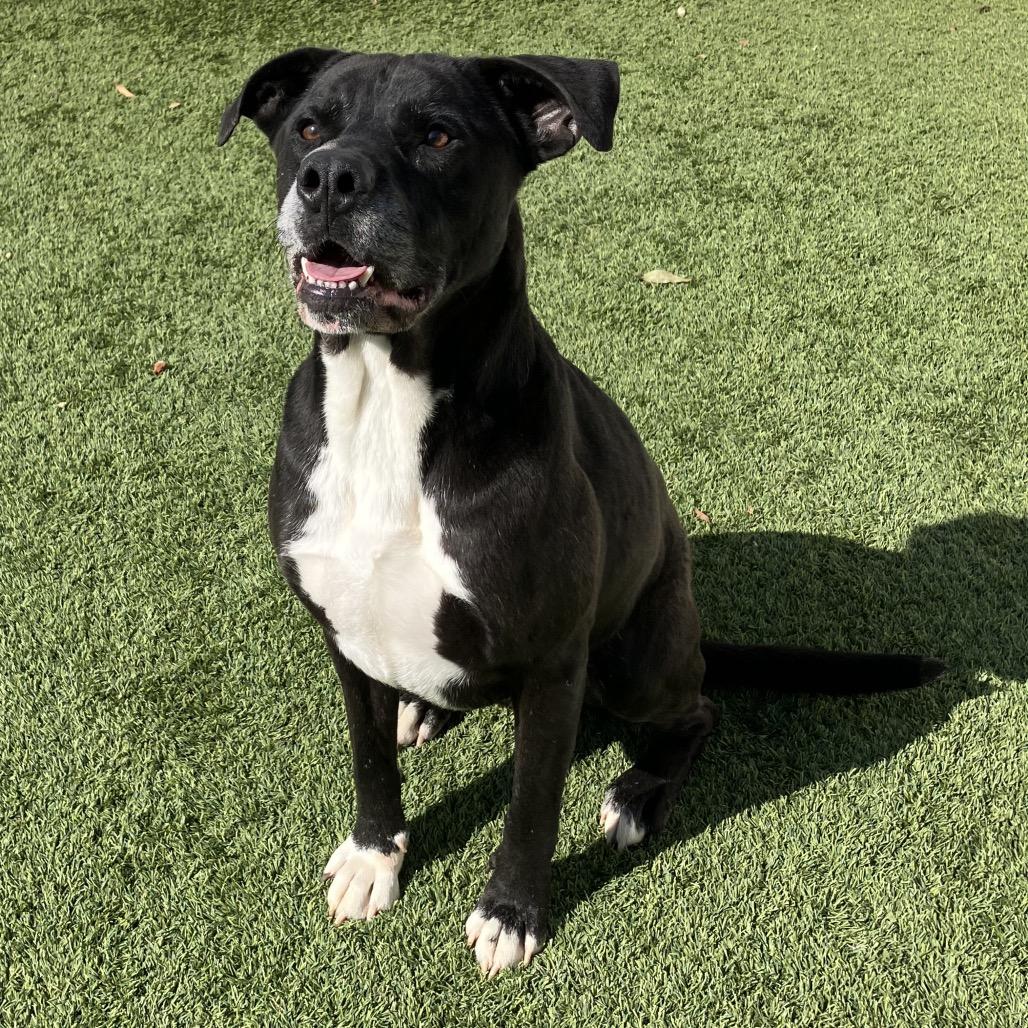 Enlarge Tango, a Adoptable mixed breed in LOXAHATCHEE, FL image 4/6