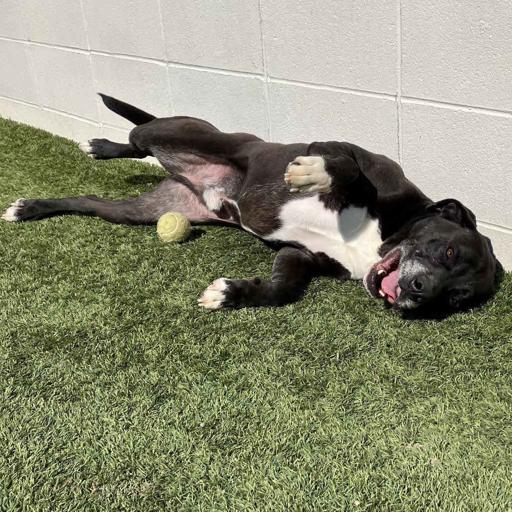 Tango — thumbnail 5