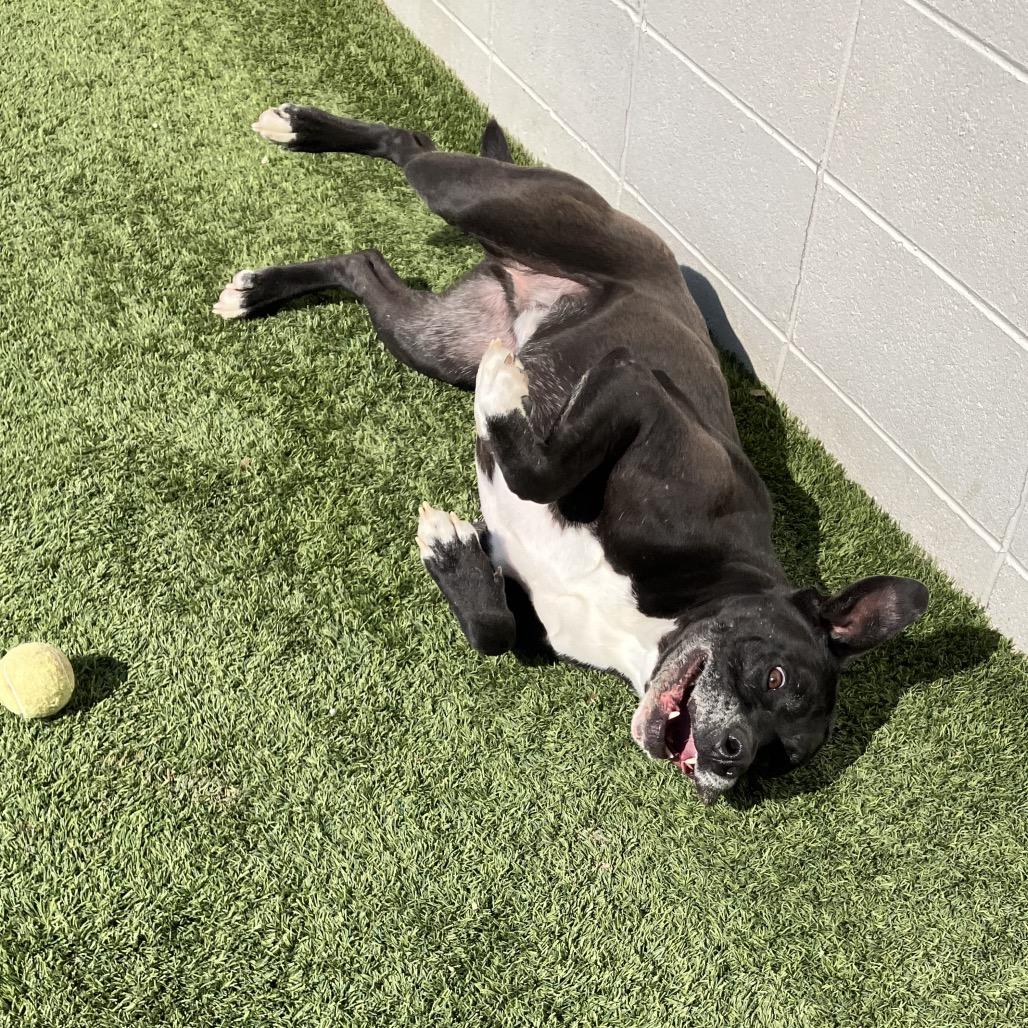 Enlarge Tango, a Adoptable mixed breed in LOXAHATCHEE, FL image 6/6