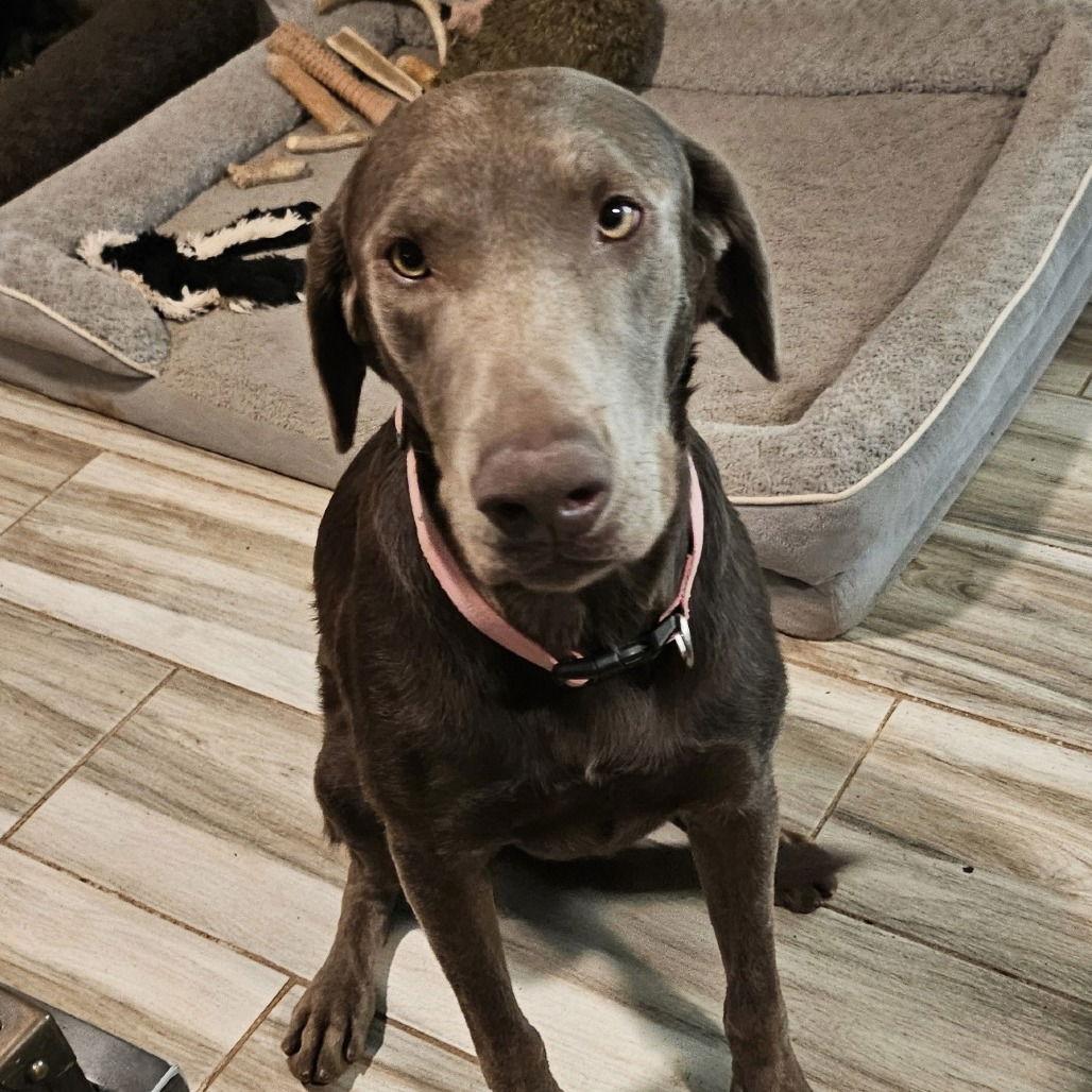 Enlarge Chloe, a Adoptable Weimaraner in Oceanside, CA image 2/3