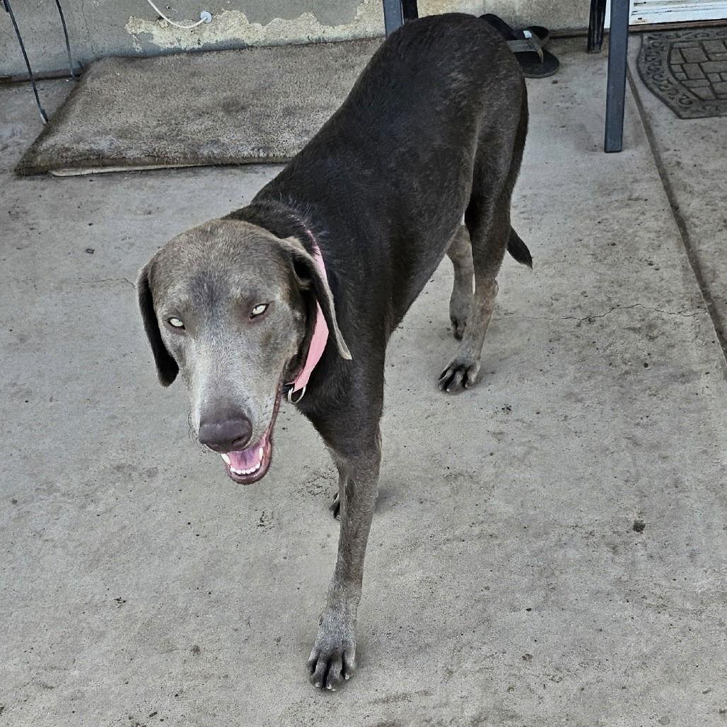 Enlarge Chloe, a Adoptable Weimaraner in Oceanside, CA image 3/3