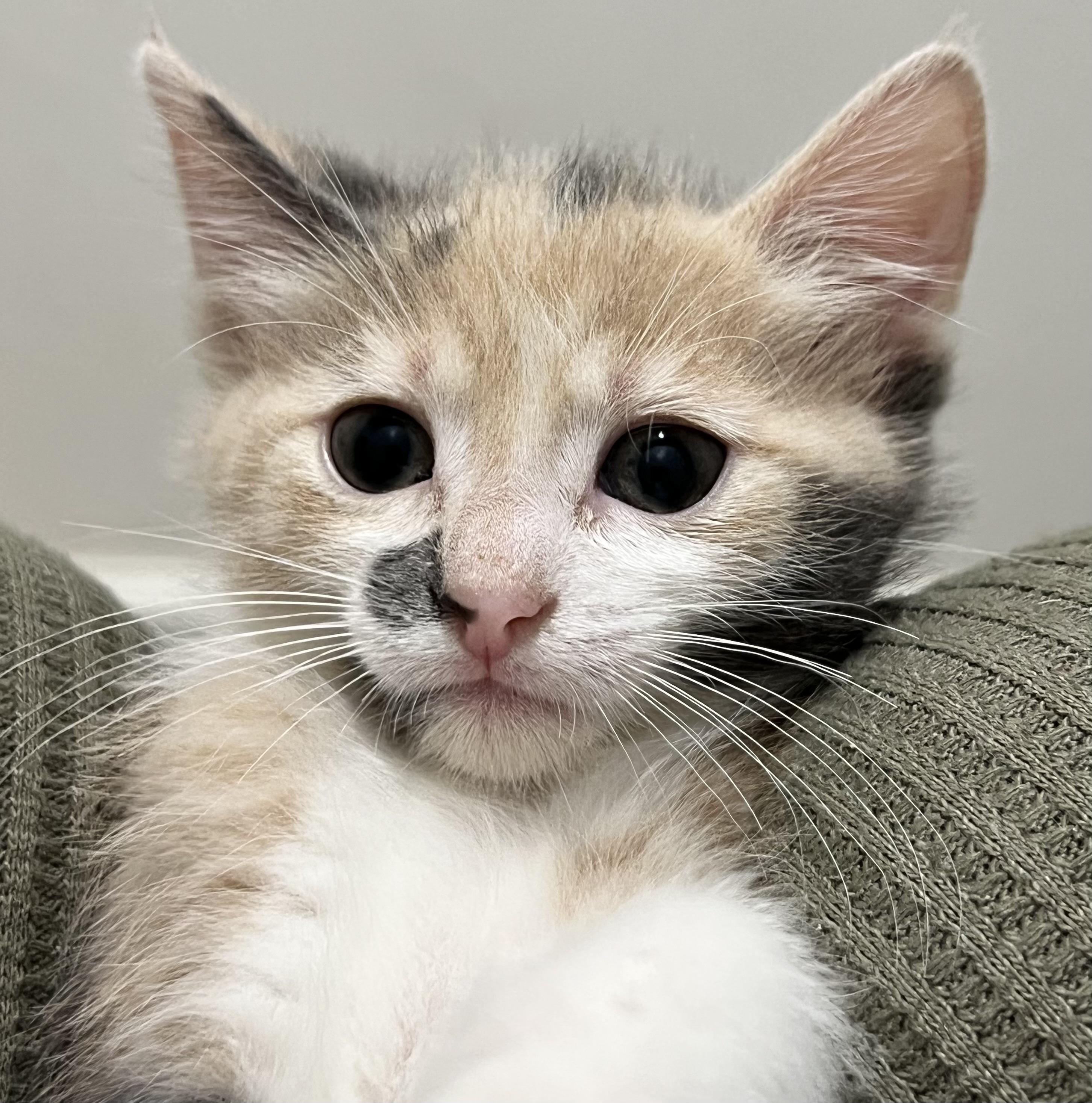 Enlarge Spumoni, a Adoptable Domestic Short Hair in Port Washington, WI image 3/5