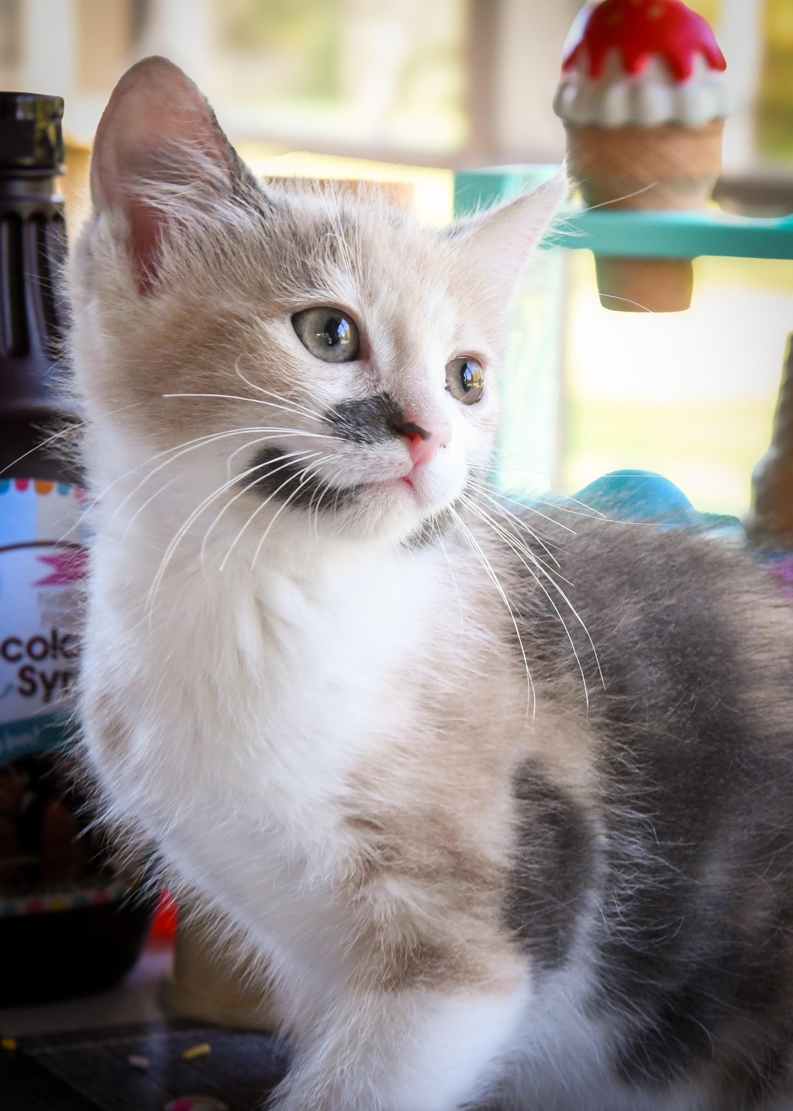 Spumoni, Adoptable, Kitten Female Domestic Short Hair.