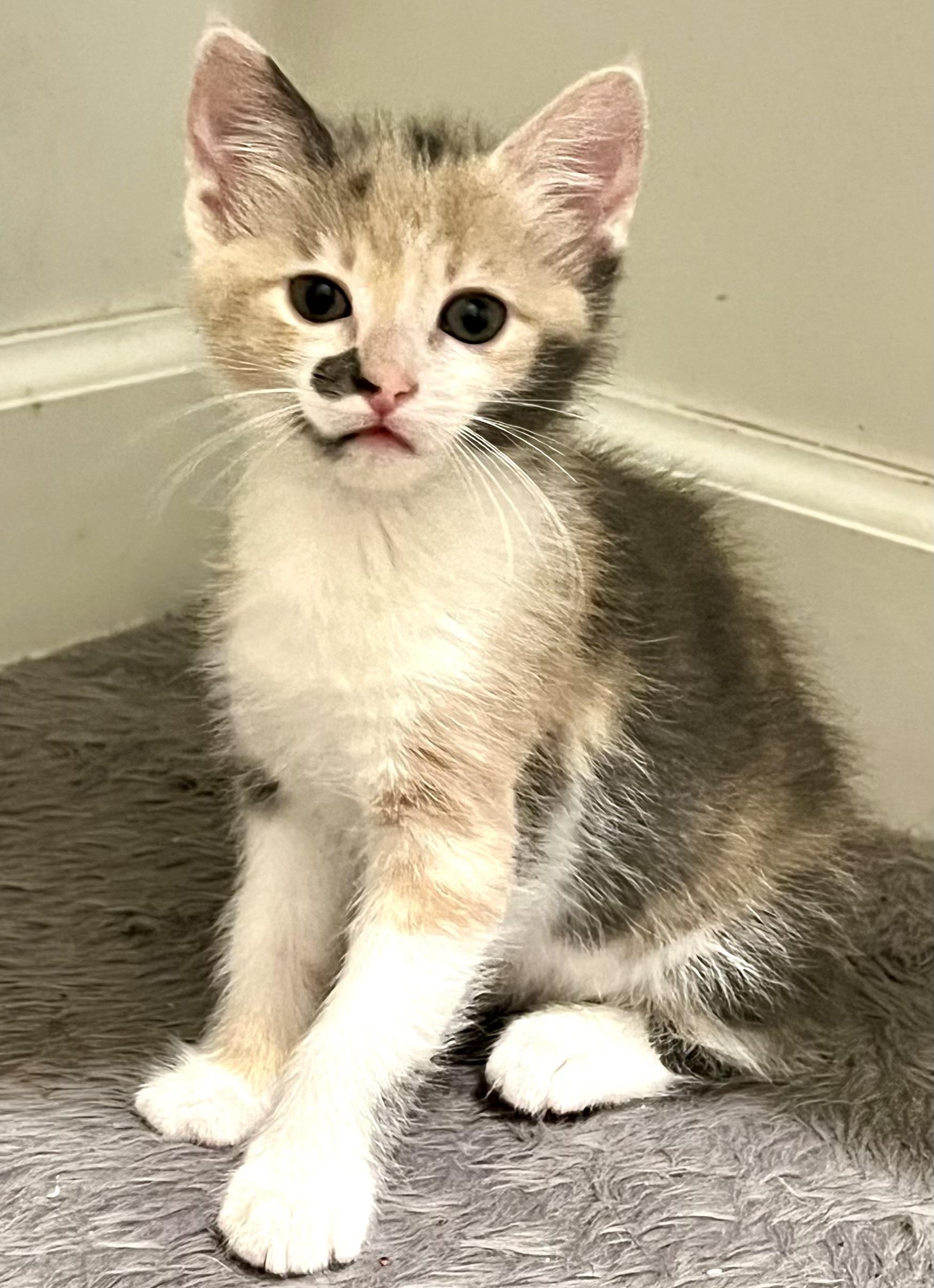 Enlarge Spumoni, a Adoptable Domestic Short Hair in Port Washington, WI image 4/5