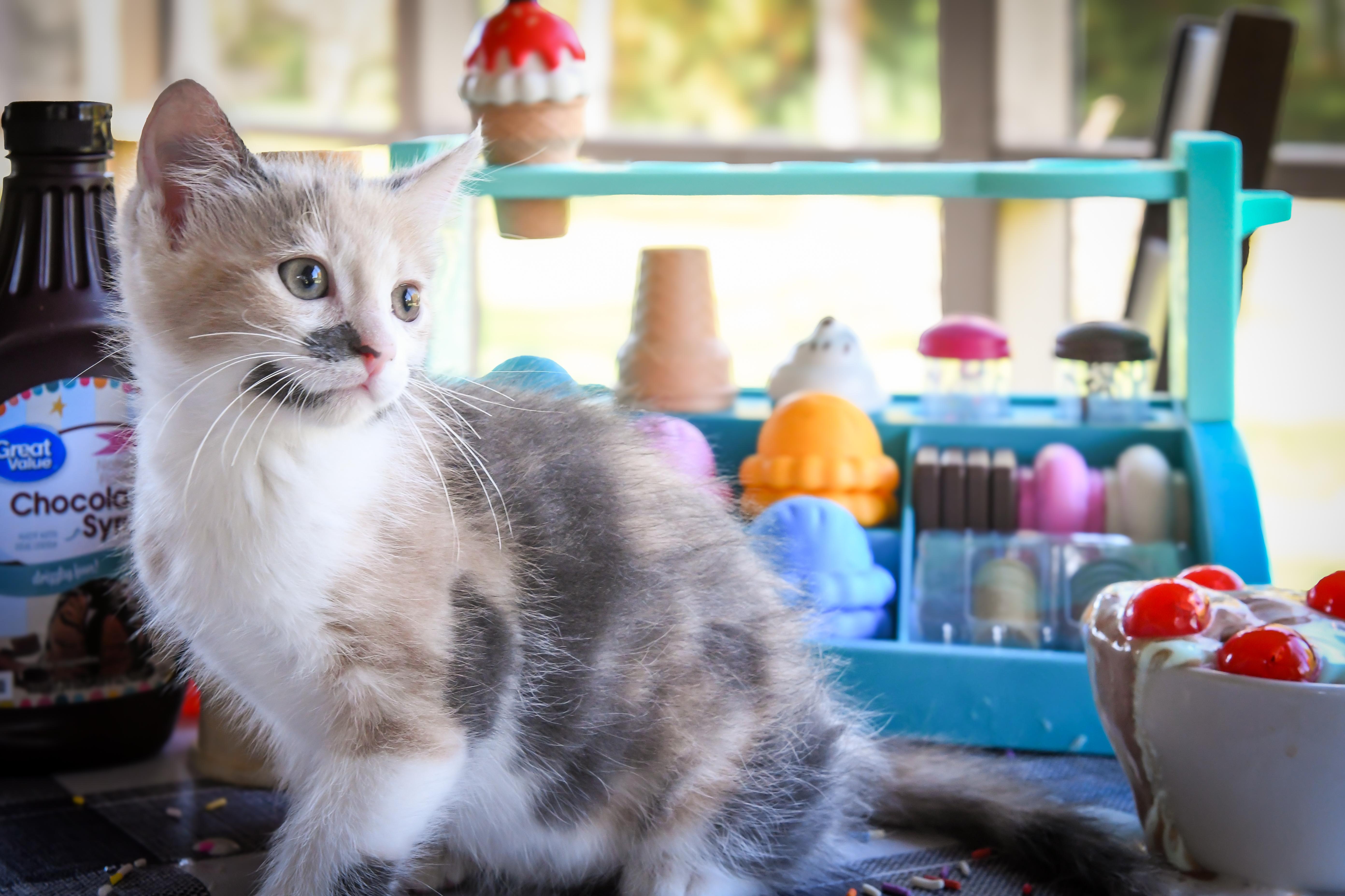 Enlarge Spumoni, a Adoptable Domestic Short Hair in Port Washington, WI image 2/5