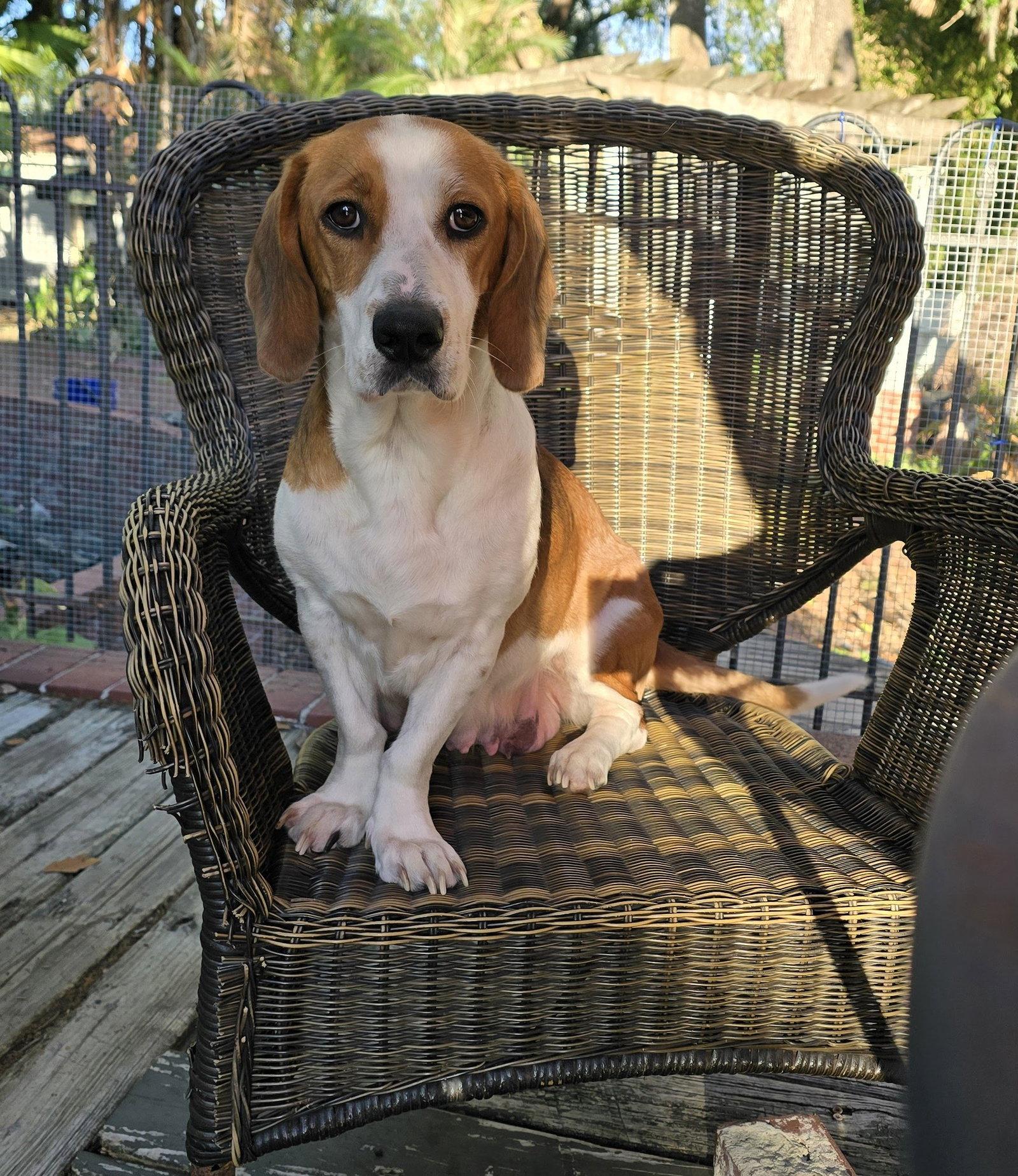 Enlarge Eleven, a Adopted mixed breed in Tampa, FL image 1/2