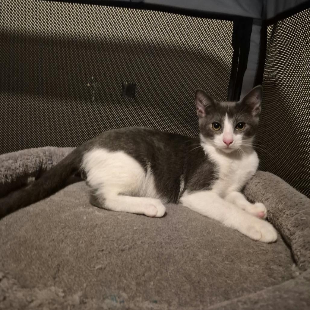 Enlarge Red Vine, a Adoptable Domestic Short Hair in Lutz, FL image 1/4